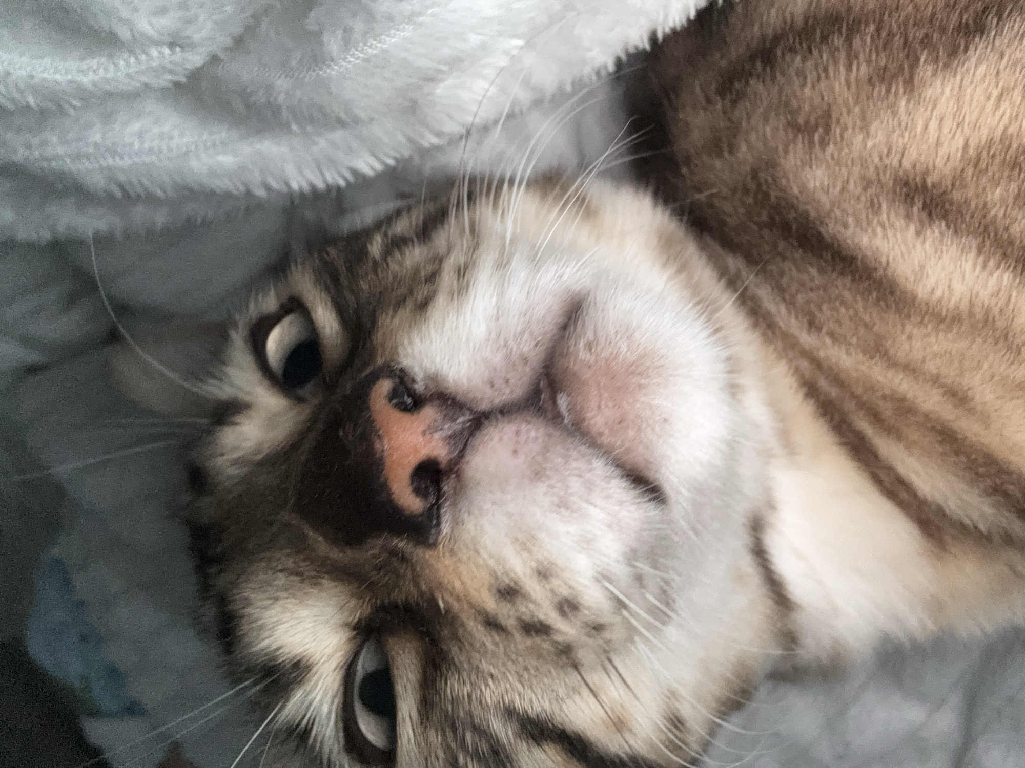 A close-up, low-angle shot features the face of a tabby cat peeking out from under a white, fuzzy blanket. The cat's eyes are wide and looking upwards, giving it a surprised or bewildered expression. Its nose is pink and moist, and its mouth is slightly open, revealing a hint of its tongue. The cat's fur is striped with brown and tan, and its whiskers are long and white. The blanket is soft and textured, creating a cozy and intimate atmosphere. The background is dark and out of focus, drawing attention to the cat's face. There is no identifiable location in the city of Noviy, Russia within the image.