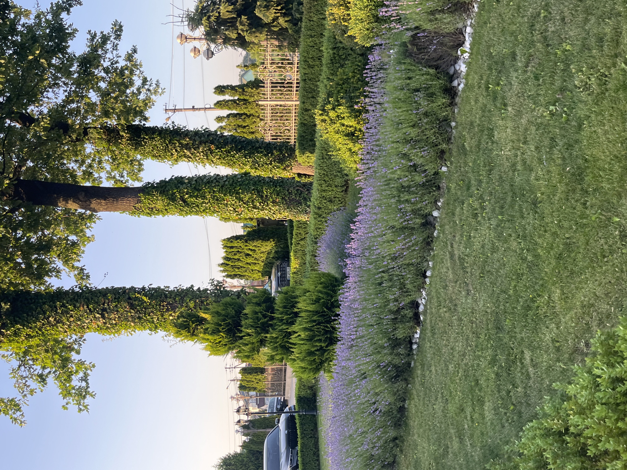 The image depicts a well-maintained garden scene in the city of Dubivtsi, Ukraine. In the foreground, a lush green lawn is bordered by a vibrant row of lavender plants, which are in bloom with their characteristic purple flowers. Small white stones line the edge of the lavender bed. Behind the lavender, neatly trimmed green hedges form a structured garden layout.

Dominating the middle ground are several tall trees, with two of them prominently featuring ivy growing up their trunks, creating a textured, verdant appearance. A conical evergreen tree stands to the left of these ivy-covered trees. In the background, a decorative wrought-iron gate is visible, suggesting an entrance to a property. Beyond the gate, a street can be seen with parked vehicles, including a dark-colored sedan and an SUV. Streetlights and power lines are also present, indicating an urban or suburban setting. The overall impression is one of a serene and carefully landscaped outdoor space.