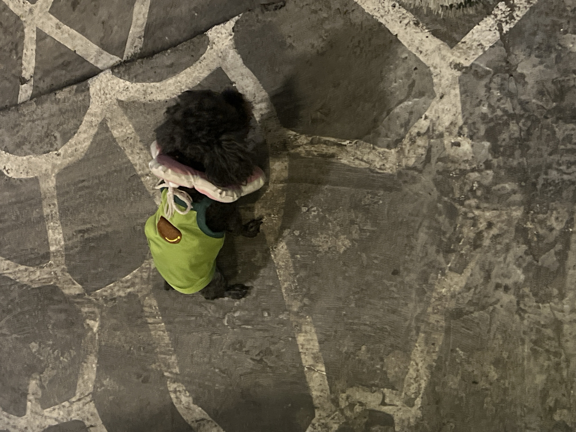 The image presents an overhead view of a small black dog on a dark, textured ground surface. The dog is wearing a bright green shirt with a small, light brown, crescent-shaped patch on its back, and a light pink and white-lined hood around its head. Its fur appears dark and curly. The ground beneath the dog features prominent, abstract white lines that form a winding, somewhat geometric pattern, contrasting sharply with the dark grey and black tones of the surface.
The lighting in the image is dim, suggesting it was taken during nighttime or in a low-light indoor environment. No human subjects are visible, and the dog's expression or activity is not discernible from this angle, though it appears to be either standing still or walking. There is no visible text within the frame. While the location context provided is Đà Nẵng, Vietnam, this information is not visually apparent in the image itself.