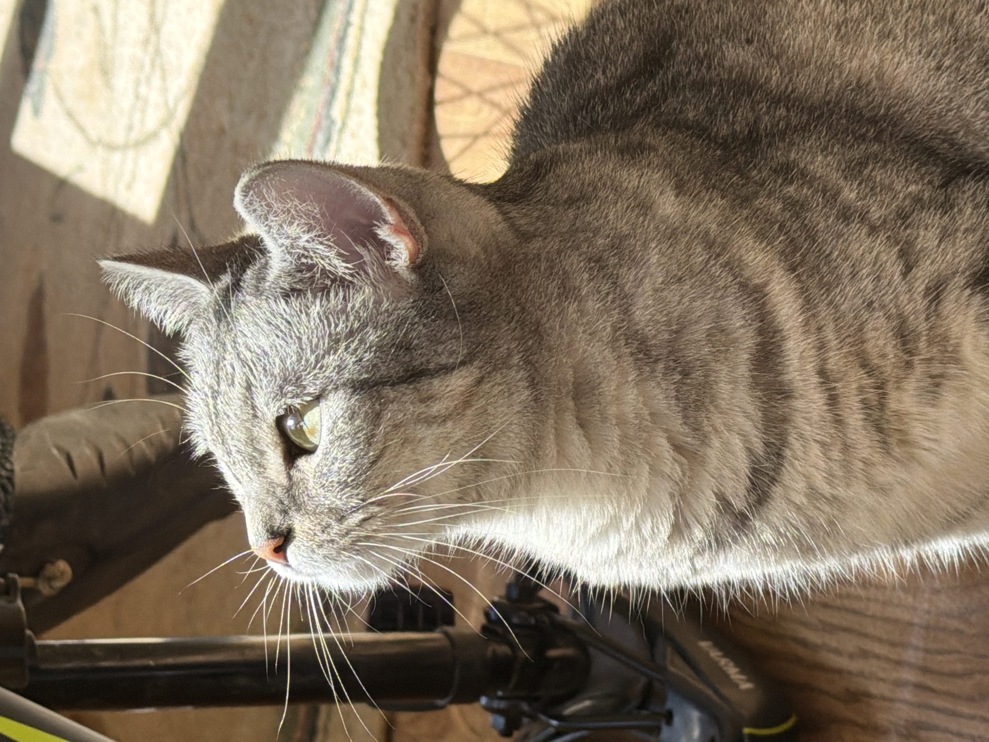 The image shows a close-up of a tabby cat's head and shoulders, looking upwards and to the left. The cat has grey fur with darker stripes. Sunlight is hitting the cat from the right, casting shadows on the floor and highlighting its fur. In the background, a dark metal object, possibly part of a piece of furniture or exercise equipment, is visible on the left. The floor appears to be wooden. The image does not provide any information that would allow for the determination of its location in Ulyanovsk, Russia.