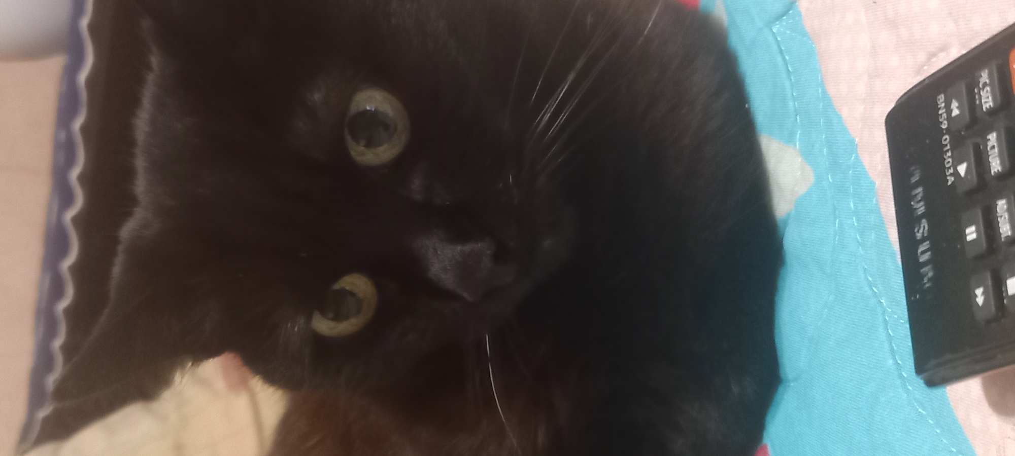 The image shows a close-up, slightly blurry shot of a black cat with green eyes. The cat is lying on a colorful, patterned surface that appears to be a blanket or bedspread. In the foreground, a black remote control with various buttons and text is visible. The text on the remote is partially legible and includes what appears to be "M SU" and some alphanumeric codes. The background is out of focus, but suggests an indoor setting. There is no information in the image to suggest a specific location in Kryvyi Rih, Ukraine.
