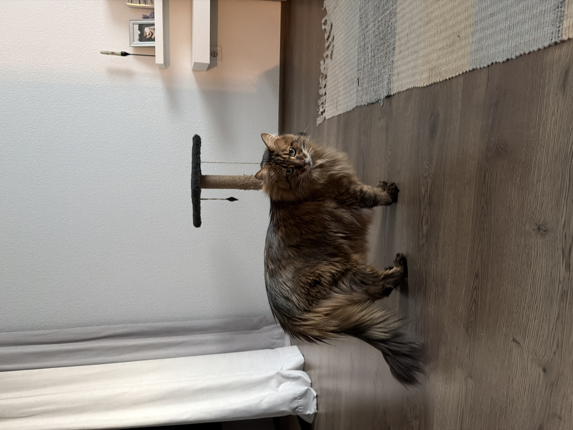 A long-haired cat with brown and black tabby markings stands on a wooden floor next to a rug. The cat is facing left, looking towards the camera. In the background, there are sheer curtains on the left, a cat tree, and two white shelves mounted on a light-colored wall. The shelves hold a framed picture and a thin, dark object. The overall scene appears to be an indoor setting, possibly a living room or bedroom.