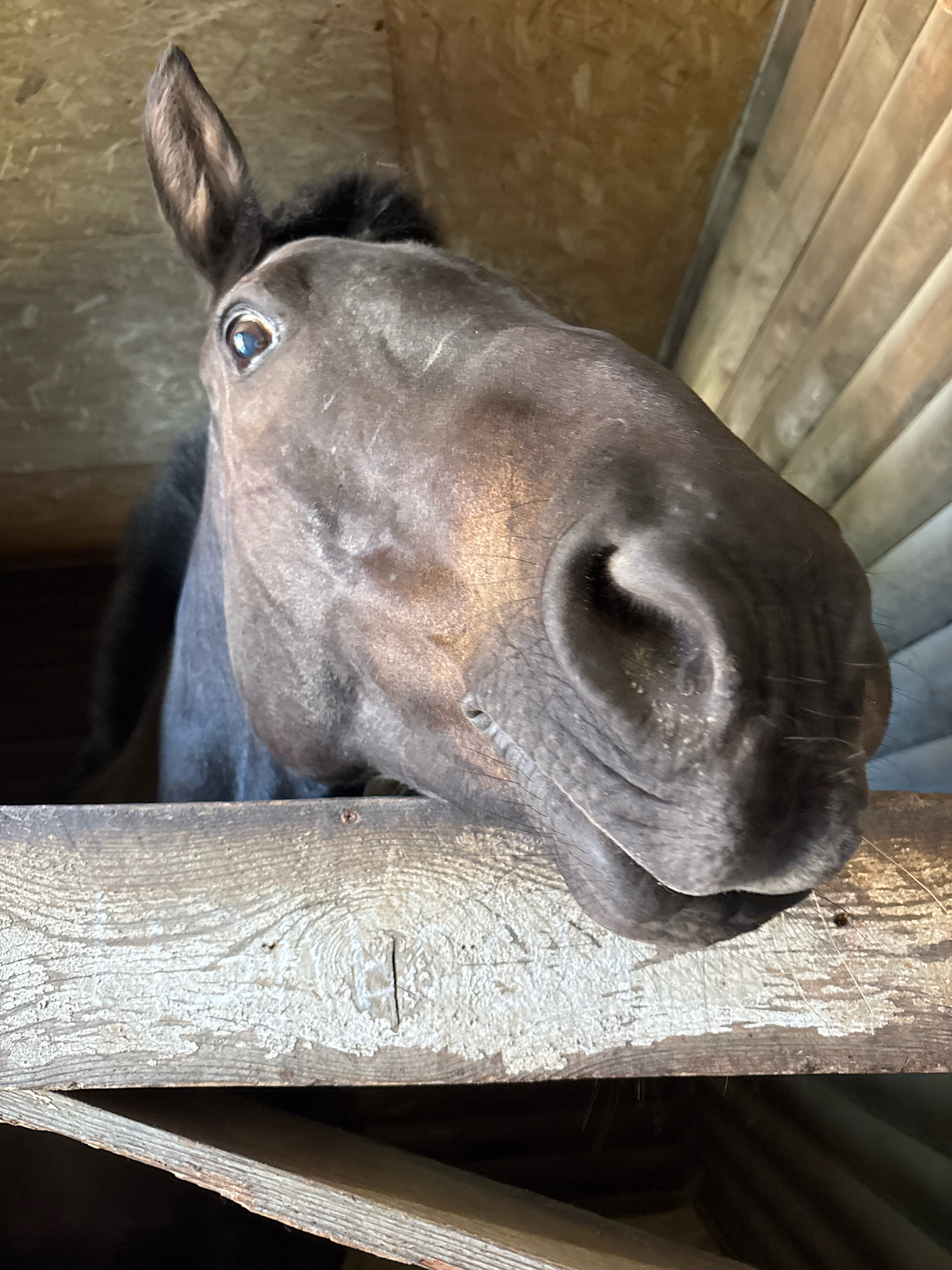 A close-up, eye-level shot captures the head of a dark-colored horse looking down from within a wooden structure. The horse's head fills most of the frame, with its large nose and visible nostril prominent in the foreground. One ear is erect and pointing upwards, while the other is partially visible. The horse's eye, a deep brown, reflects light. The background consists of rough-hewn wooden planks, some of which appear weathered and chipped, creating a rustic ambiance. The structure suggests a stable or barn. The location is not specified.