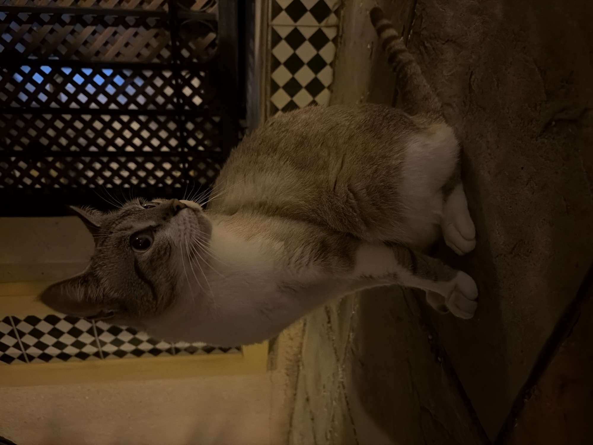 A light-colored tabby cat with gray and white fur is sitting on a tiled surface. The cat is looking to the left of the frame. The background features a dark, lattice-like structure and a wall with a checkered pattern. The lighting suggests it is nighttime or a dimly lit area. The scene appears to be outdoors, possibly on a patio or near an entrance. There is no indication of the specific location within Orihuela, Spain.