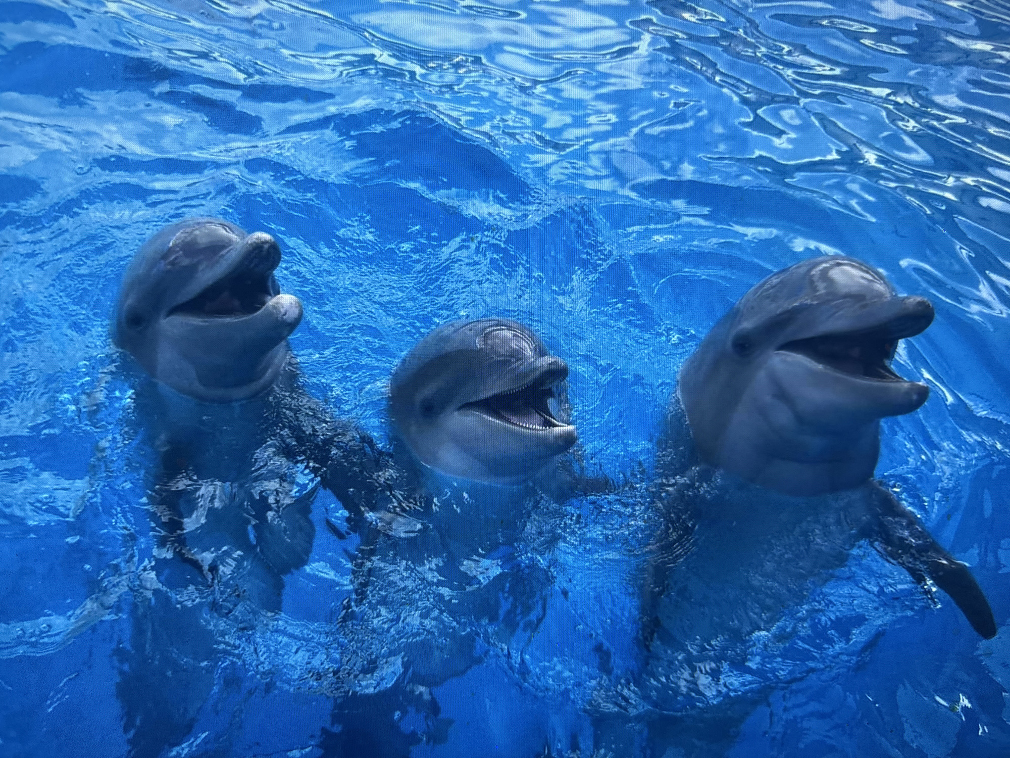 Three dolphins are swimming in clear blue water. The dolphins are all facing the viewer and have their mouths open. The water is rippling and there are reflections on the surface. The scene appears to be in an enclosed pool, possibly a marine park or aquarium. There is no indication of the city of Sofia, Bulgaria.