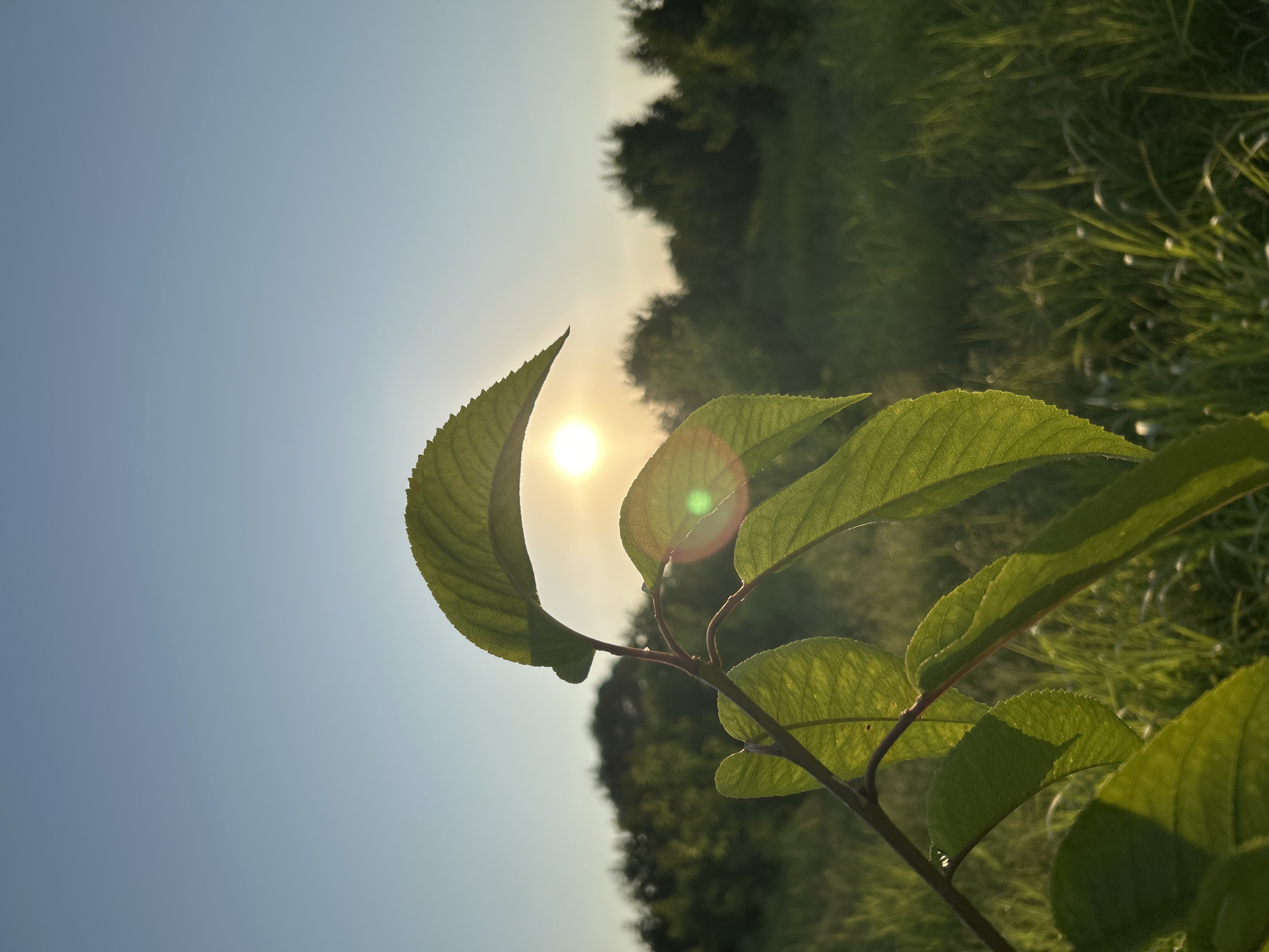 This is a photograph taken in Quxuroba, Azerbaijan, at sunset. The foreground is dominated by the bright green leaves of a plant, backlit by the sun. The sun itself is visible as a bright orb in the sky, slightly to the right of center, casting a lens flare with green and pink hues. In the background, a field of tall green grass stretches out, dotted with trees. The sky is a clear, pale blue, transitioning to a lighter hue near the horizon. There are no people or animals visible in the image. The overall impression is one of natural beauty and tranquility.