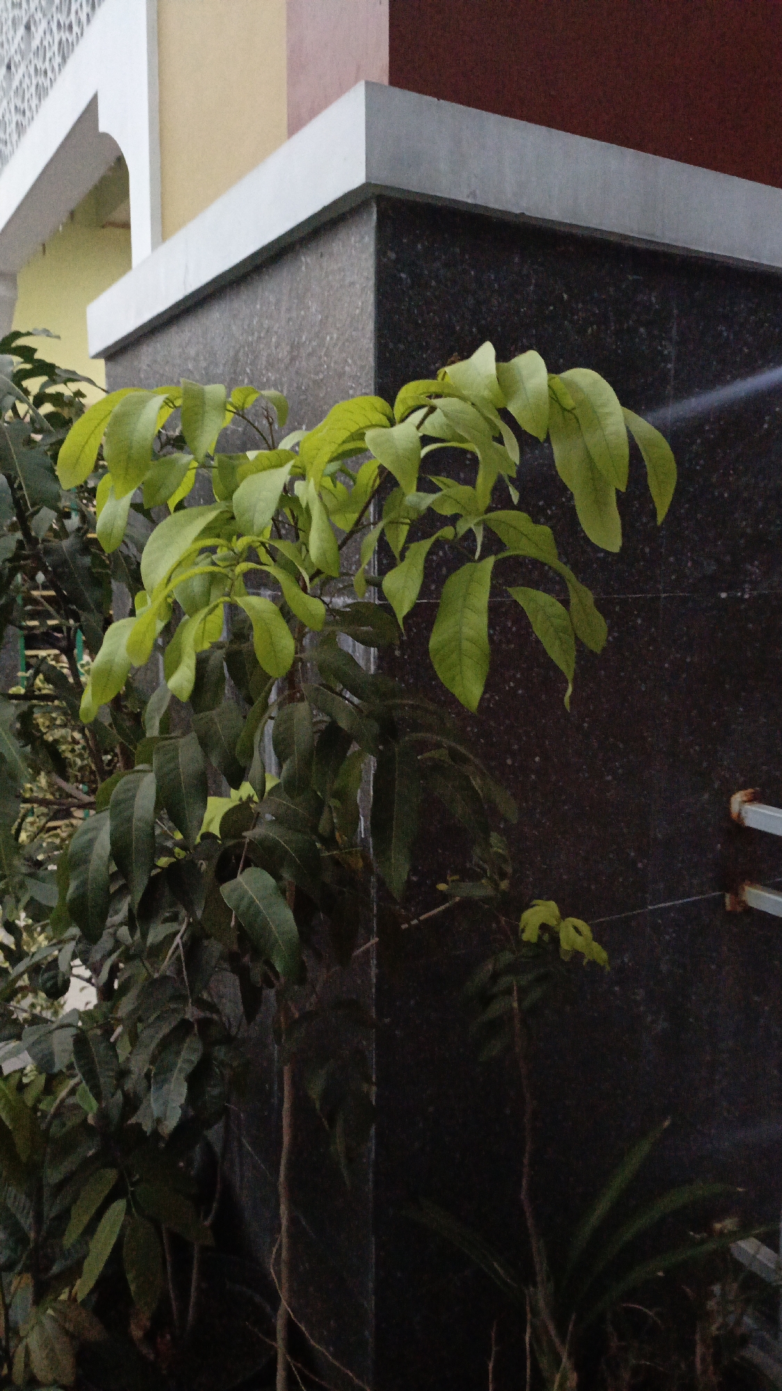 The image shows a close-up of a plant with bright green leaves against a dark, speckled wall. To the left of the plant, there is a portion of a building with light-colored architectural details and a textured surface. The building appears to have an arched opening. The wall behind the plant is dark and textured, possibly granite or a similar stone. A portion of a white metal railing is visible on the far right. The scene suggests an outdoor setting, likely near a building in a residential or commercial area. The specific location in Trihanggo, Indonesia, is not discernible from the visual elements alone, but the image captures a common urban or suburban landscape feature.