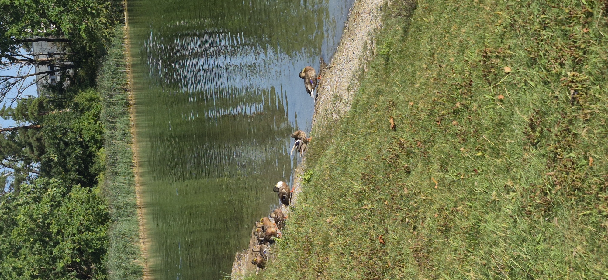 A group of ten ducks are gathered on the bank of a body of water, likely a pond or lake. Seven ducks are closely clustered on a pebbly shore, while three are further down the bank, closer to the water's edge. The water is green and reflects the surrounding trees, which form a dense backdrop. The bank is covered in grass, with some fallen leaves scattered on the ground. The overall scene suggests a peaceful, natural environment. Based on the context provided, this scene is located in Ingolstadt, Germany.