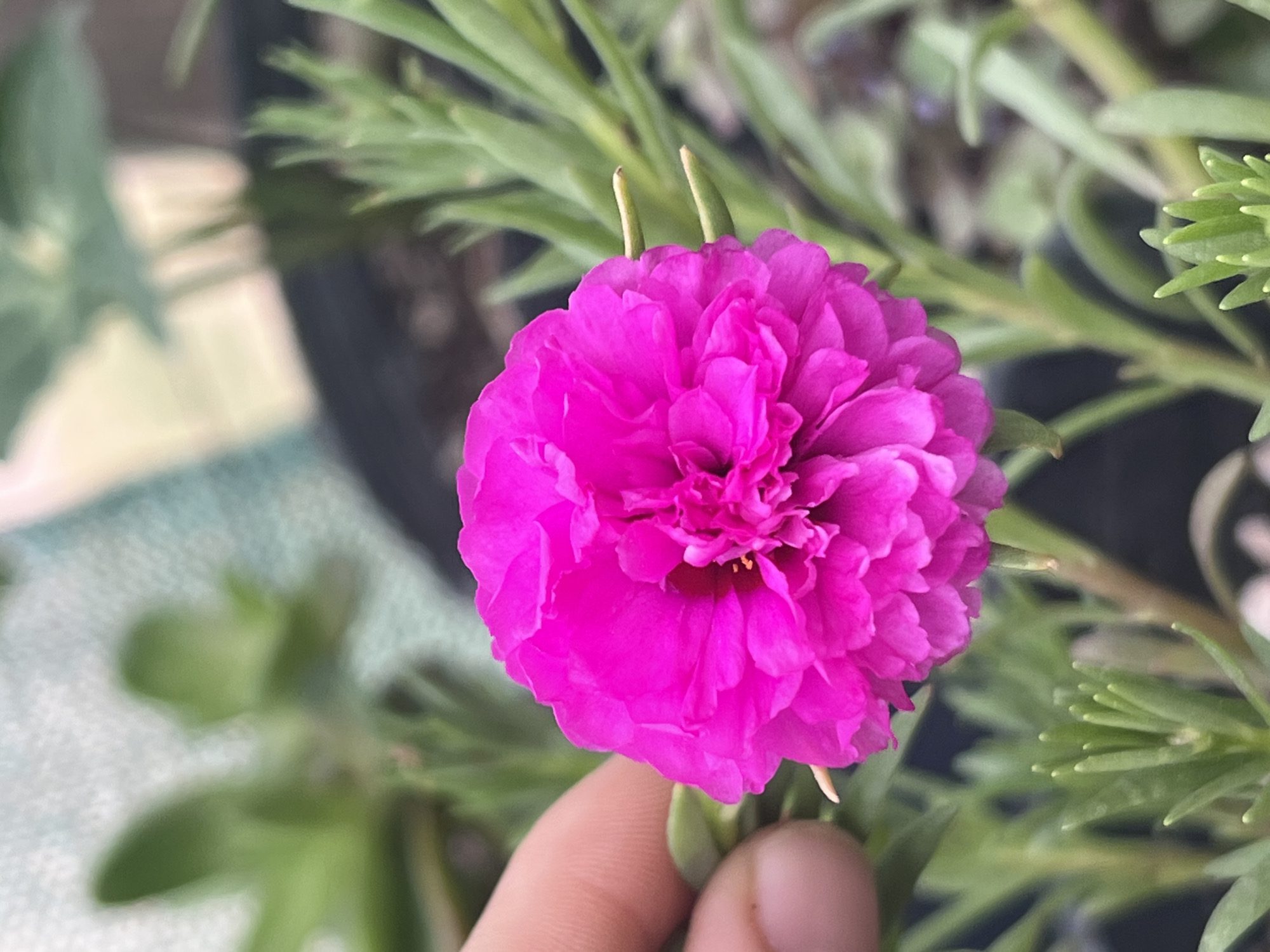 A close-up shot captures a bright pink flower, possibly a portulaca, held by a human hand. The flower has numerous petals densely packed together, creating a layered and textured appearance. The hand appears to be holding the flower stem, visible underneath the bloom. The background is filled with green foliage, suggesting the flower is part of a larger plant or garden. The location is not discernible from the image and the query constraints prohibit inference.