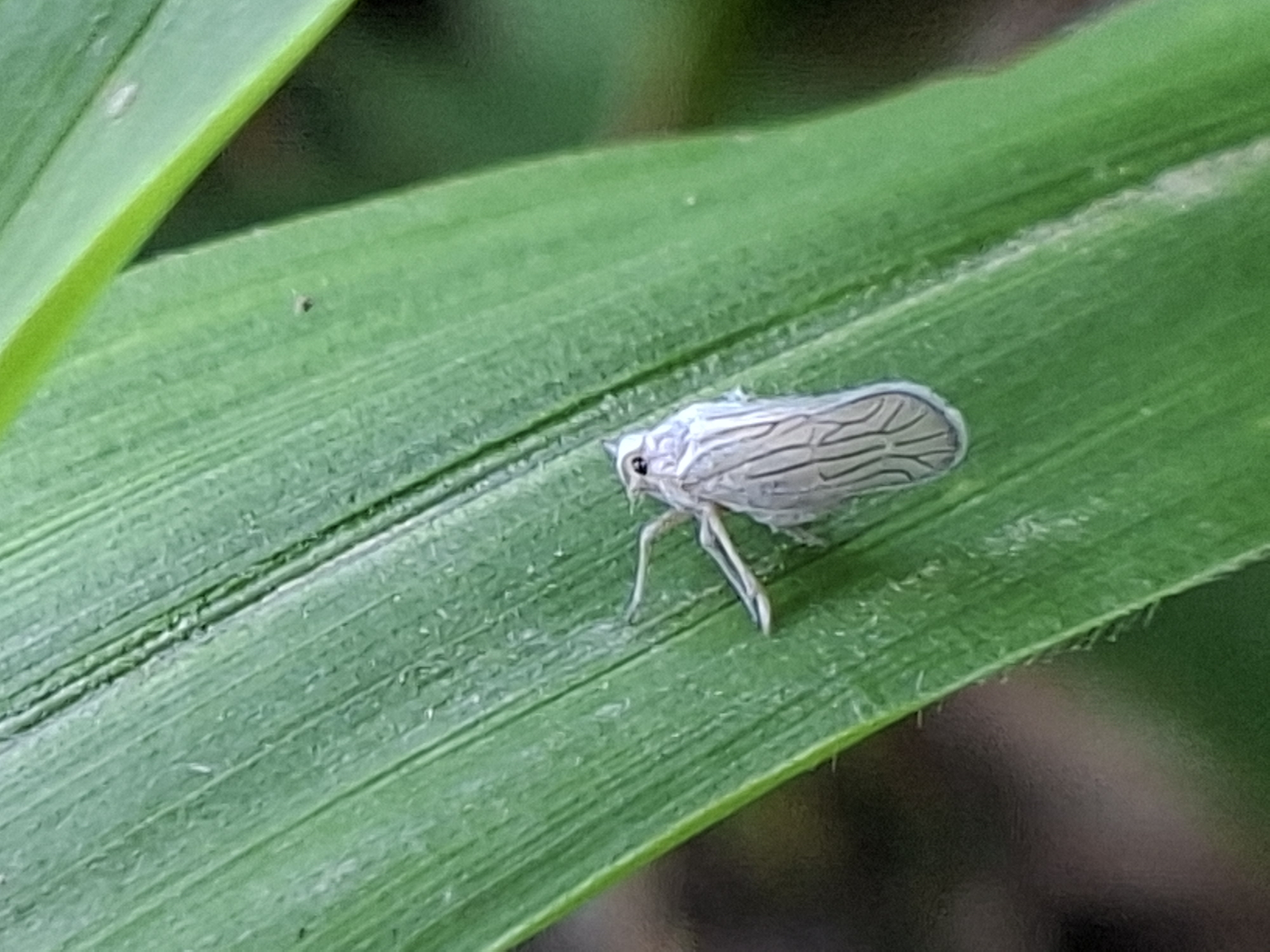 A close-up, macro photograph captures a small, pale insect, likely a planthopper or a related species from the order Hemiptera, resting on a vibrant green leaf. The insect is positioned diagonally across the lower right-to-middle section of the leaf, facing towards the upper left. Its body and wings are a uniform light grey or whitish color, with prominent, intricate venation patterns visible on its translucent wings. The insect has a small, dark eye and delicate legs that firmly grip the textured surface of the leaf.
The leaf itself is a rich green, appearing to be a blade of grass or similar foliage, with subtle parallel veins running its length. The background is softly blurred into abstract shapes of green and dark brown, indicating other vegetation or the ground out of focus, creating a shallow depth of field that emphasizes the insect. The lighting suggests it is daytime. No specific activity is depicted beyond the insect resting. There is no visible text in the image. The scene is set in a natural, outdoor environment, consistent with the location context of Kutaglumpang, Indonesia.