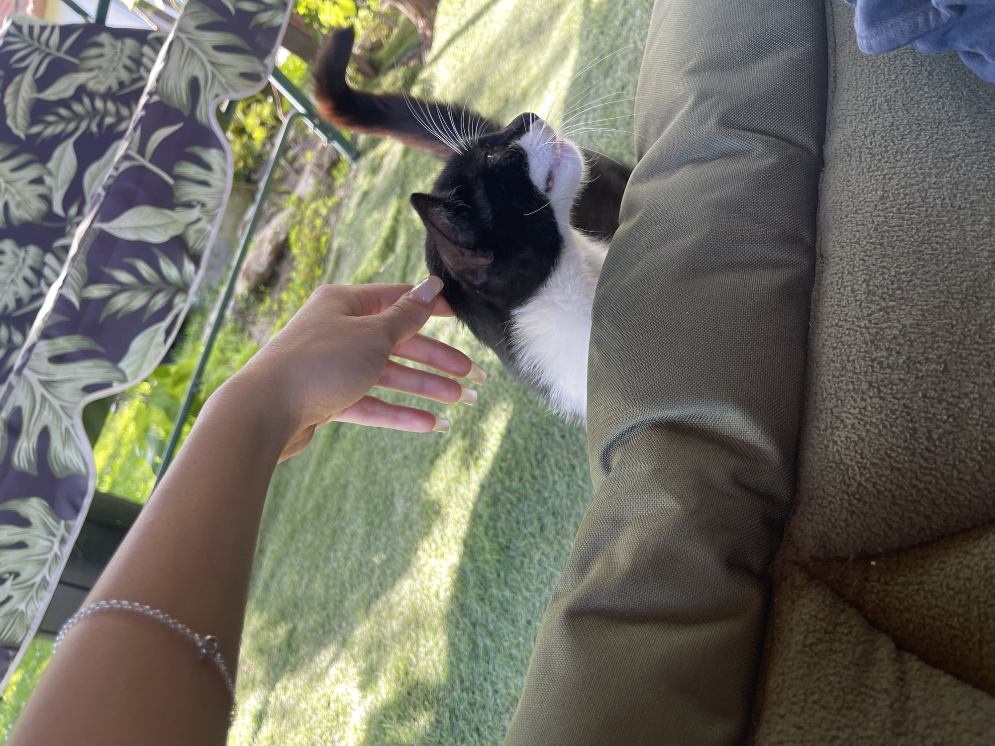 In Totleben, Bulgaria, a person's hand gently strokes a black and white cat sitting on a green surface, likely artificial turf. The cat, facing right, has white whiskers and a fluffy tail. In the foreground, a green pet bed is visible. Behind the cat and person, a portion of a swing with a floral pattern is seen, and further back, sunlight illuminates the grassy area and some rocks.