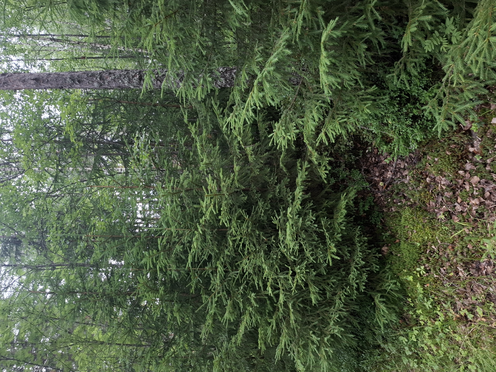 The image shows a dense forest scene in Mikkeli, Finland. The foreground is filled with lush green spruce trees, with their branches extending forward and obscuring much of the view. The ground is covered with a mix of fallen leaves, moss, and small green plants. A few taller trees, possibly birch or pine, are visible in the background, their trunks a lighter color than the surrounding foliage. The overall impression is one of a natural, undisturbed forest environment.