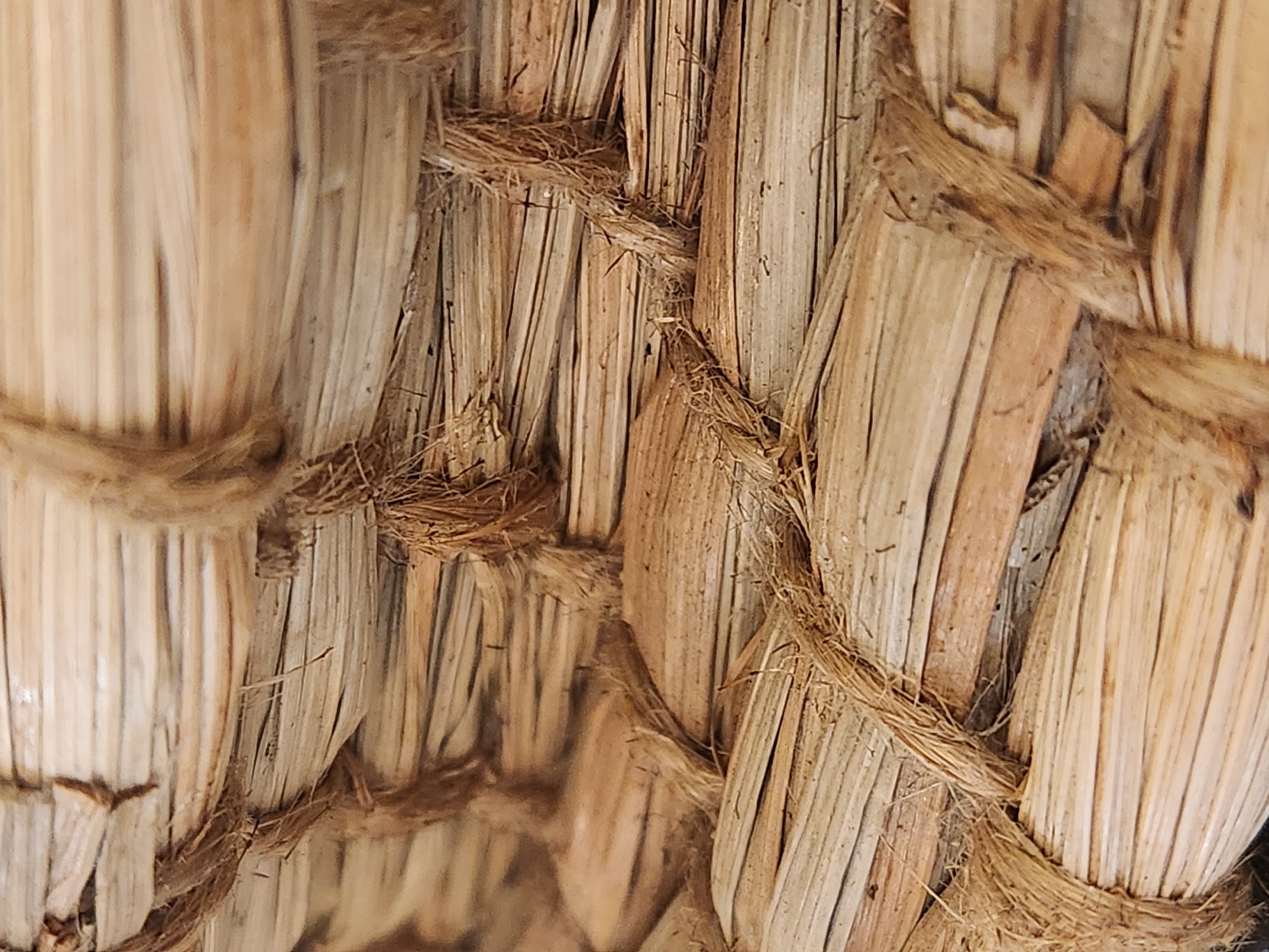 A close-up, macro shot displays the intricate weaving of dried grass or straw, bound together with twine. The texture is rough and fibrous, with variations in color from light tan to a deeper brown, suggesting natural materials. The intertwining strands create a woven pattern, with some areas showing more tightly packed material than others. The twine appears to be made of natural fibers as well, tightly wrapped around sections of the woven grass. The lighting highlights the texture and depth of the material, creating shadows that emphasize the woven structure. There are no people, actions, or interactions depicted in this image. The location of this object in Maitland, United States of America is unknown.