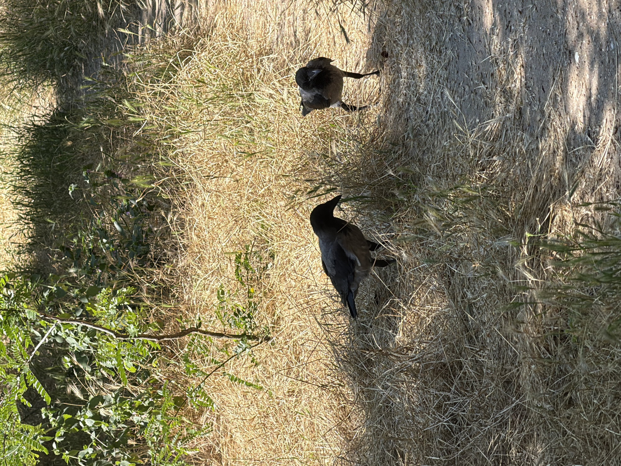 Two hooded crows (Corvus cornix) are standing on a dry, grassy path in Odesa, Ukraine. The crow on the left is mostly facing away from the camera, with its head turned to the left. The crow on the right is facing the camera, with its head lowered as if searching for food. The environment is dry and sunny, with sparse green vegetation in the background. The path appears to be unpaved and made of dirt and gravel.