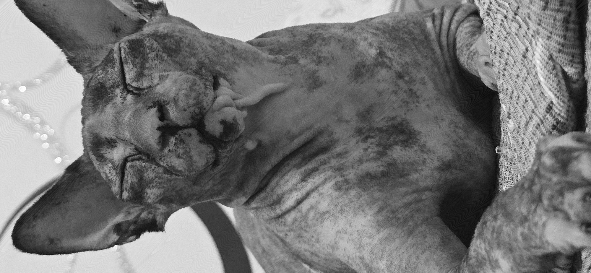 A black and white, close-up photograph shows a Sphynx cat sleeping. The cat's wrinkled skin is visible, with mottled dark and light patches. Its eyes are closed, and its ears are large and pointed. The cat is nestled in what appears to be a textured, woven blanket or textile, possibly a rug or throw. The background is out of focus and features some circular, bokeh-like lights, suggesting an indoor setting with decorative lighting. Another, less distinct, cat can be seen to the right, partially obscured by the blanket. The image has a somewhat grainy or textured quality, possibly due to the editing style or the original capture. No text is visible. The overall mood is peaceful and serene, highlighting the relaxed state of the sleeping animal. The detail on the cat's skin and the texture of the fabric are prominent. The exact location cues within Baku, Azerbaijan are not discernible from the image itself, but the context is provided.