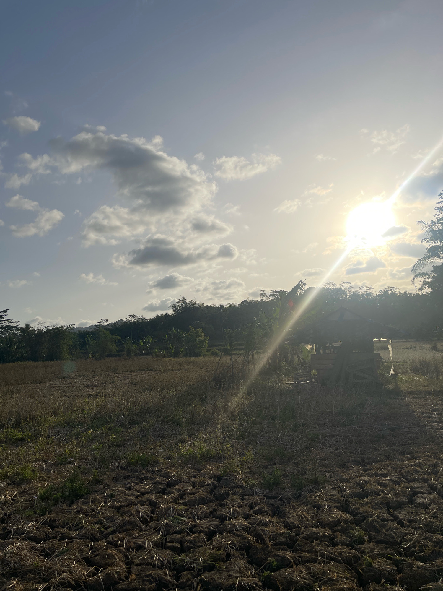 The image depicts a rural scene at sunset in Datarnangka, Indonesia. The foreground is a cracked, dry earth field with sparse vegetation. In the middle ground, a small, rustic wooden hut with a thatched roof sits amongst dry grass and scattered foliage. Behind the hut, a dense line of trees and vegetation forms a natural boundary, with rolling hills visible in the distance. The sky is a pale blue, filled with scattered clouds, and the sun is brightly shining, casting a strong glare and visible light rays across the scene. The overall impression is one of a tranquil, agrarian landscape bathed in the warm light of a setting sun.