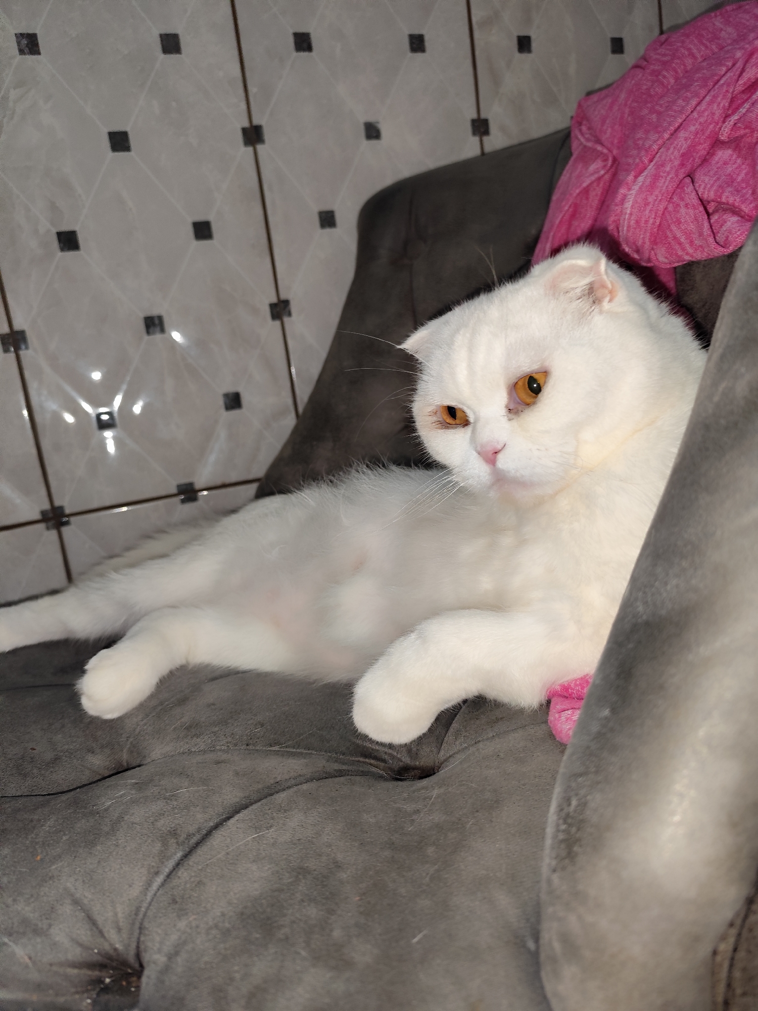A white Scottish Fold cat with amber eyes lies on a gray upholstered chair. A pink garment is draped near the cat. The background features light gray tiles with black diamond insets. The location is presumed to be in Sarıyer, Turkey.
