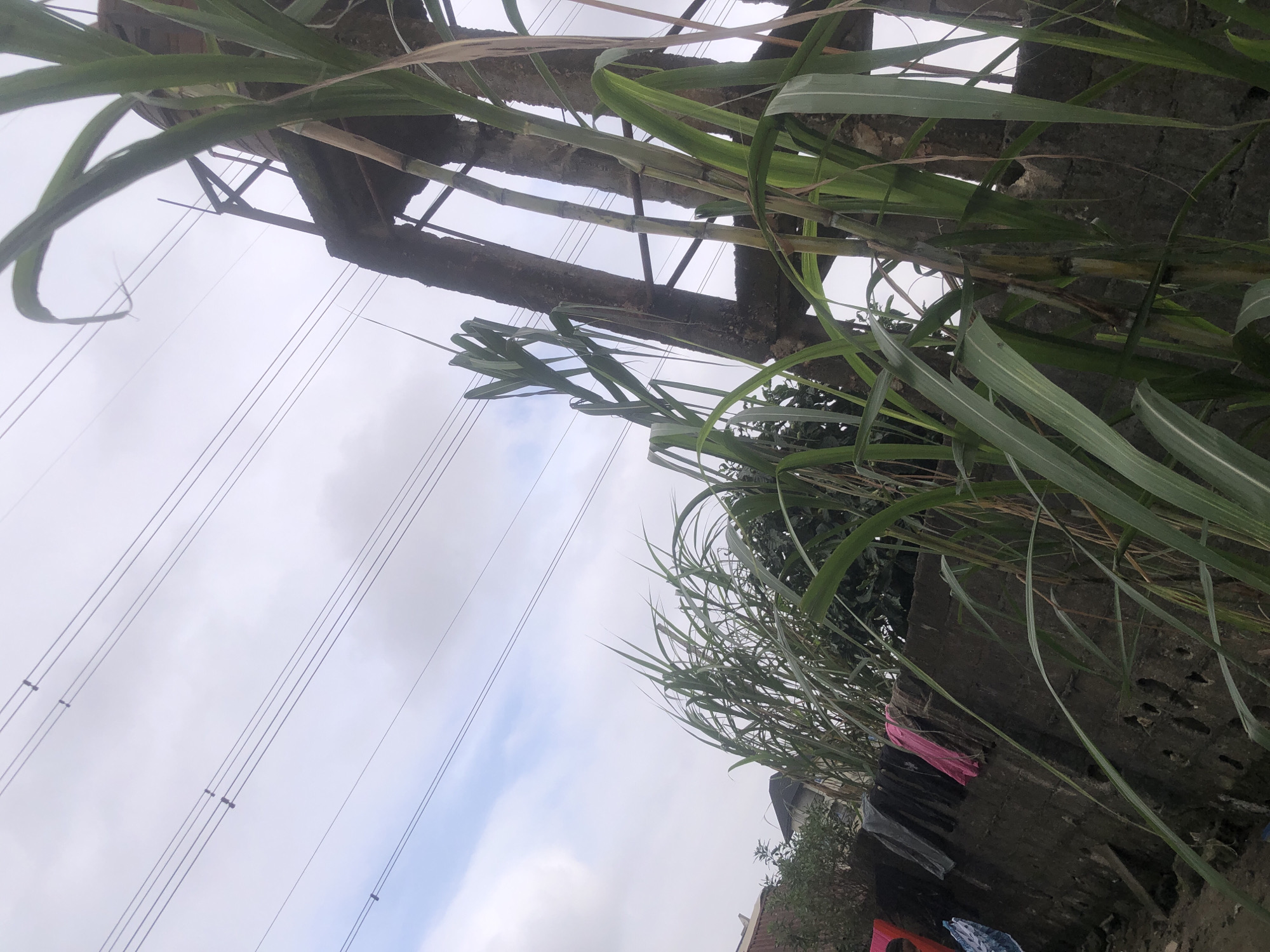This image captures a scene on a cloudy day in Ado, Nigeria, focusing on a concrete structure that appears to be part of a water tower or similar utility. Towering sugarcane stalks dominate the foreground and midground, their long, green leaves swaying gently. The concrete structure itself is weathered and shows signs of age, with visible supports and a large, dark cylindrical element at the top. In the background, a low concrete wall runs horizontally across the frame, with several pieces of clothing, including a pink garment and dark fabrics, draped over it, suggesting laundry is drying. Beyond the wall, hints of buildings and dense foliage can be seen. Overhead, power lines crisscross the sky, adding to the urban or semi-urban context of the location. The overall impression is one of everyday life set against a backdrop of functional infrastructure and abundant vegetation.
