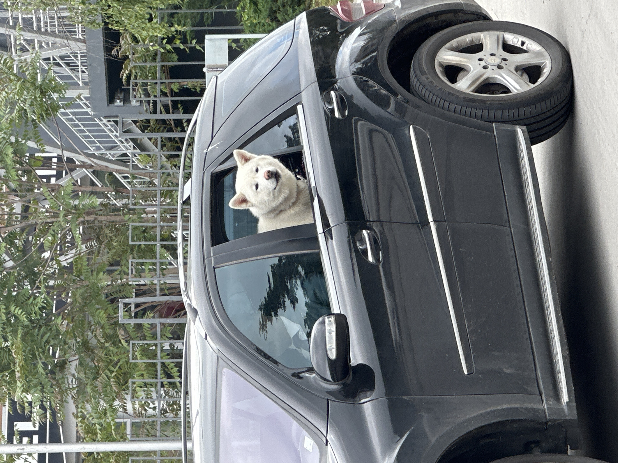 A white Akita dog looks out of the open window of a black Mercedes-Benz GL-Class SUV. The car is parked on a city street near a modern metal fence, trees, and another car. The SUV has a silver five-spoke wheel. The location is in a city; potentially Veliko Tarnovo, Bulgaria.