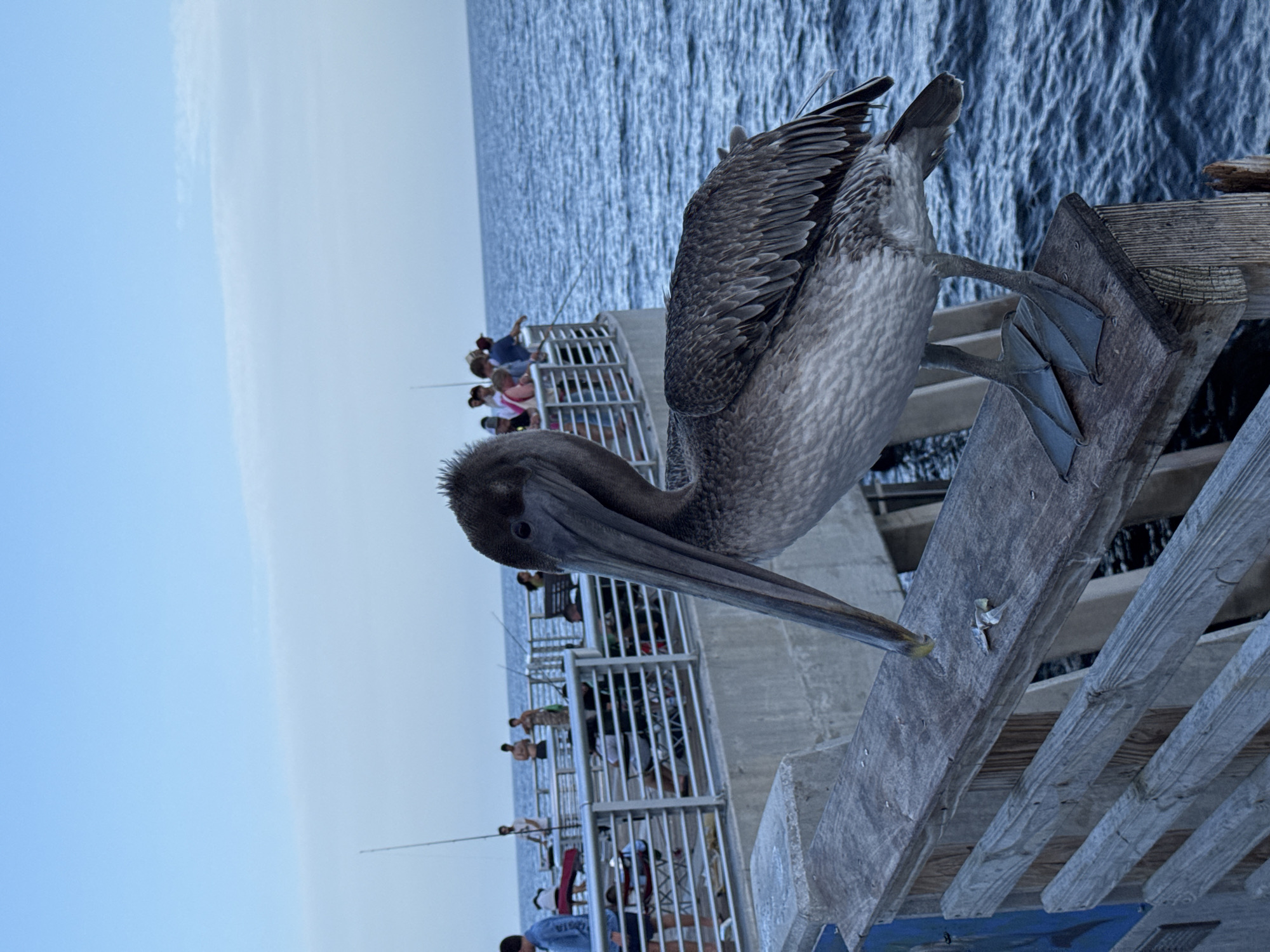 A brown pelican stands on a wooden railing overlooking the ocean from a pier in Pompano Beach, Florida. The pelican's long, gray beak is pointed downward, and its dark feathers are ruffled. In the background, people are visible fishing on the pier, with fishing rods extending over the water. The ocean is a deep blue, with small waves. The sky is a clear, pale blue with a few wispy clouds. The pier appears to be made of concrete and wood.
