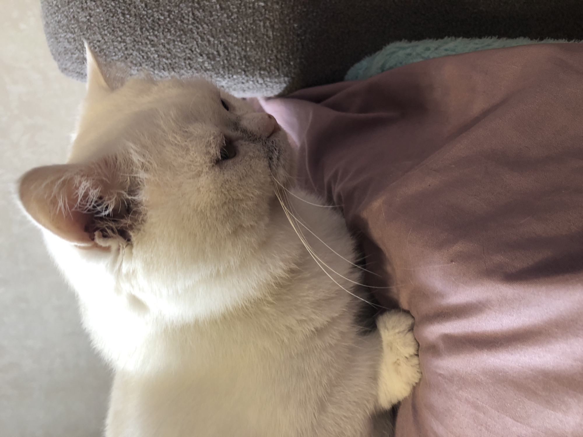 An adult, white cat with light tan points and a grey textured cushion is pictured in a medium shot from the side. The cat is facing down and to the right, with its head tilted. Its fur is white and appears soft. The cat is resting on a pink fabric surface, possibly a blanket or pillow. A small portion of a teal-colored fuzzy object is visible to the right of the pink fabric. The background consists of a light-colored wall and a grey textured surface, likely a piece of furniture. The lighting in the image is bright, with some areas of the cat's fur appearing overexposed.