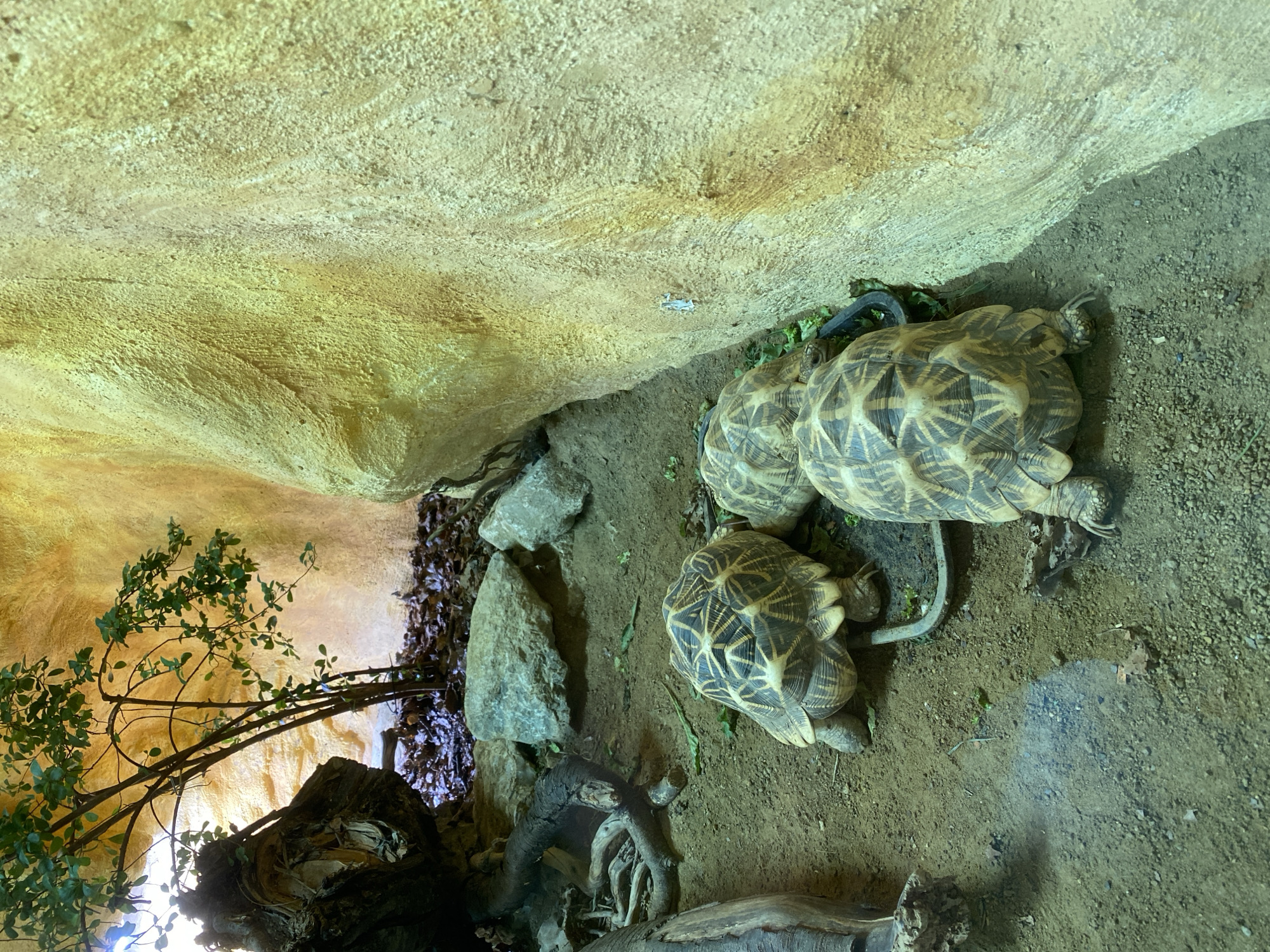 Three star tortoises are observed in an enclosure. The tortoises have distinctive star-shaped patterns on their shells. They are positioned on a sandy substrate with scattered green leaves. To the left, a fallen tree trunk and some branches are visible, along with rocks and more leaves. In the background, a textured, yellowish wall forms the enclosure's backdrop, with a small leafy plant growing near the top left. This scene is located within the Zoo Neuwied in Neuwied, Germany.
