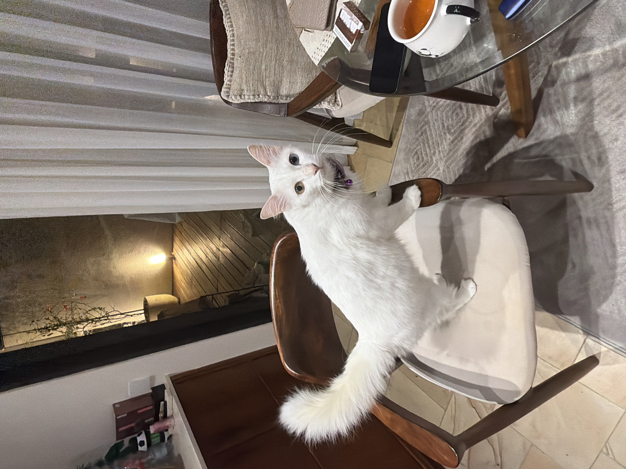 A white cat with heterochromia sits on a chair. The cat has a purple collar. The chair is upholstered in a light beige fabric and has wooden legs. A glass-topped table stands nearby with a cup and a mobile phone on it. A beige chair with a pillow is placed behind the table. There is a curtain in the background. A light shines through the window in the background. The environment includes a brown cabinet and a tiled floor.