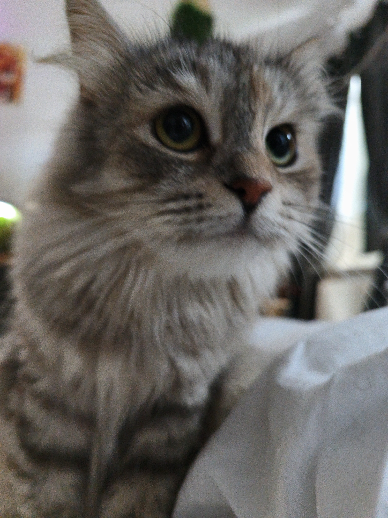 A close-up, head-on shot shows a domestic cat in an indoor setting. The cat has a fluffy, grey and tan tabby coat, with prominent stripes on its face and body. Its large, green eyes are focused on something out of frame to the right. The cat's pink nose and white whiskers are clearly visible. The background is softly blurred, with hints of muted colors and light. A white, soft surface, possibly fabric or bedding, is visible in the foreground and to the right, partially obscuring the cat's body.