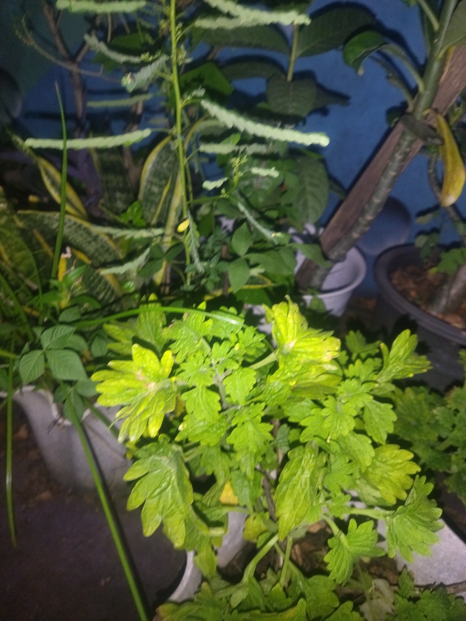 The image shows a close-up of a plant with vibrant green and yellow leaves. The plant appears to be potted, and in the background, there are other plants and a blue wall. A wooden stake leans against a tree trunk behind the main plant. The scene is dimly lit, suggesting it might be nighttime or indoors. The image does not provide any specific details that would allow for the identification of its location within Pekalongan, Indonesia, or any actions or interactions taking place.