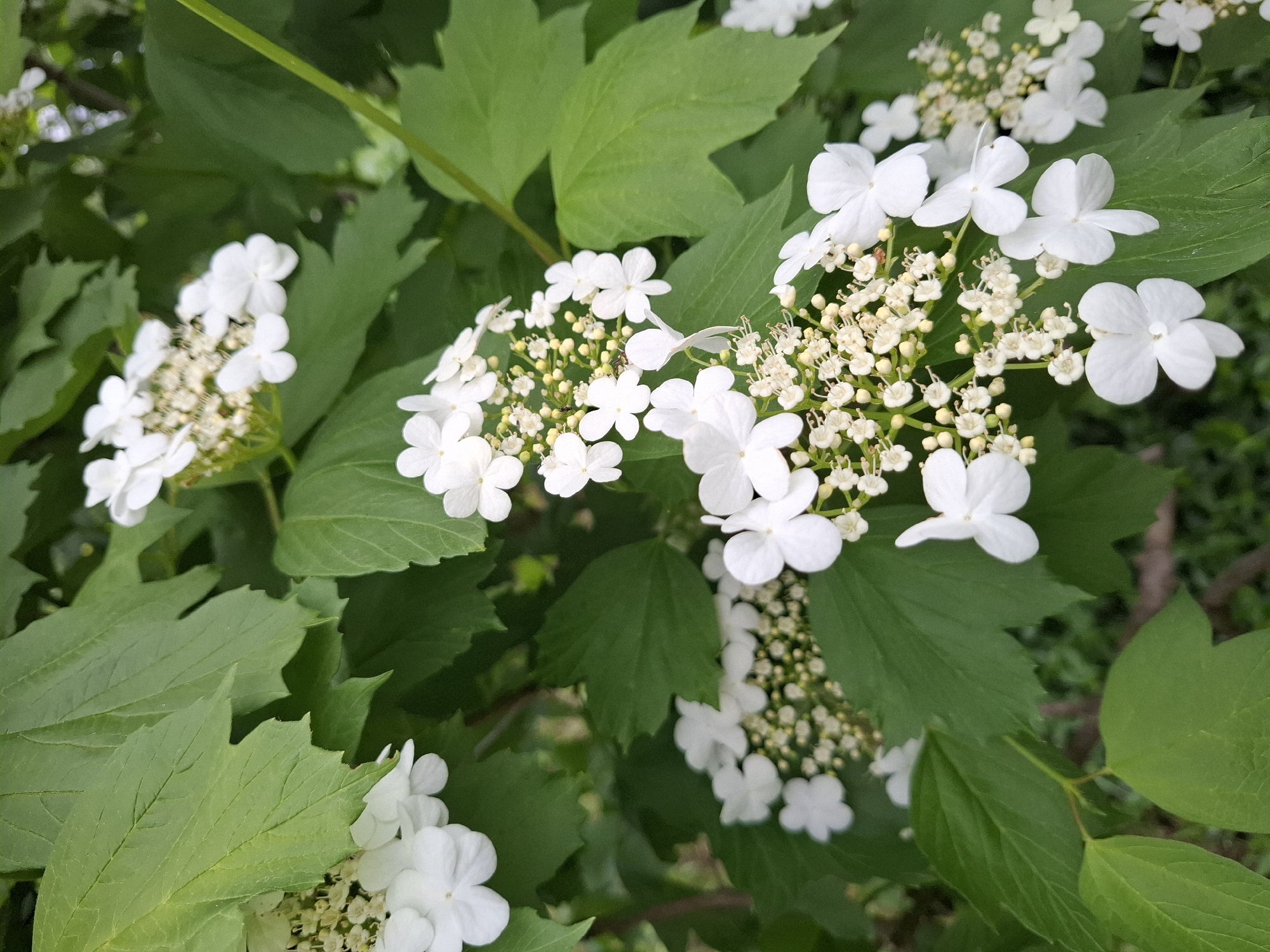 The image shows clusters of white flowers with rounded petals and small yellow centers amidst green leaves with serrated edges. The scene appears to be a close-up shot of a flowering plant, possibly a shrub or small tree. There is no evidence of a specific location within the city of Khlevnoye, Russia, or any people, subjects, objects, actions, or interactions in the image. The environment appears to be natural and vegetative.