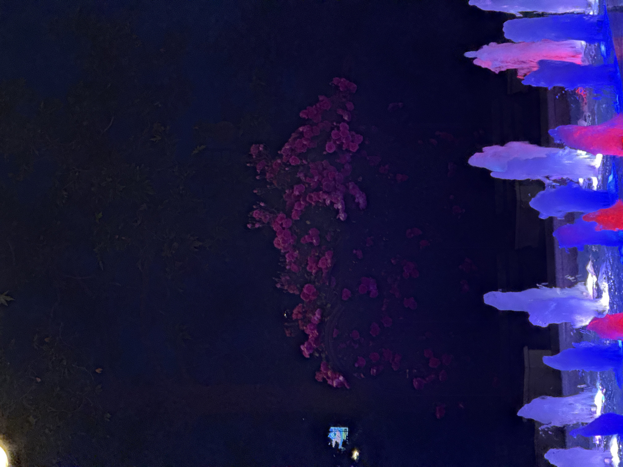 The image depicts a fountain display at night. The fountain jets are illuminated with red and blue lights, creating a vibrant contrast against the dark background. In the background, a cluster of pink flowers is visible, possibly roses, also dimly lit. The overall scene suggests an outdoor setting, likely a park or public space, illuminated for evening enjoyment. There are no people or animals visible in the image.