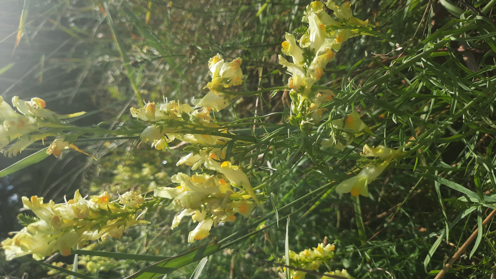 This is a photograph of a cluster of yellow flowers, likely toadflax, growing outdoors in a natural setting. The flowers are small and delicate, with spurred petals and clusters of blooms along tall, slender stems. The foreground is dominated by the greenery of the plants, with some sunlight filtering through to illuminate the flowers. The background is blurred, suggesting a natural environment such as a field or roadside verge. Without further information, the specific location within the city of Шклоў, Belarus cannot be determined.
