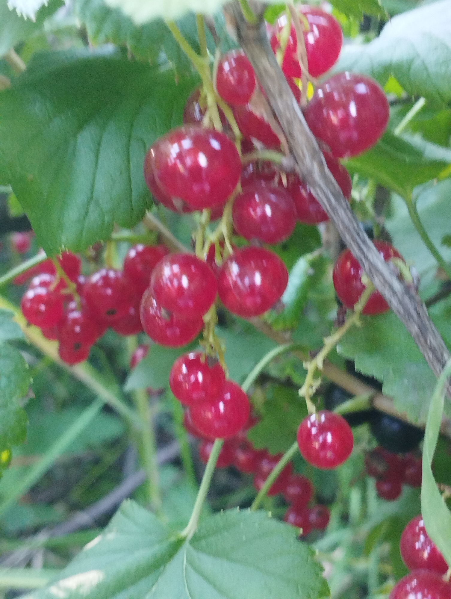 A close-up, horizontal shot captures a cluster of bright red currants on a vine. The berries are round and plump, with a glossy sheen reflecting the light. They are attached to thin, yellowish stems that branch out from a thicker, gray vine running diagonally through the frame. Lush green leaves, some with visible veins, surround the currants, providing a blurred backdrop. The lighting suggests a natural, outdoor environment, possibly a garden. The image is somewhat out of focus, giving it a soft, slightly dreamy quality. No people or animals are visible. The scene is set in an unspecified outdoor location.