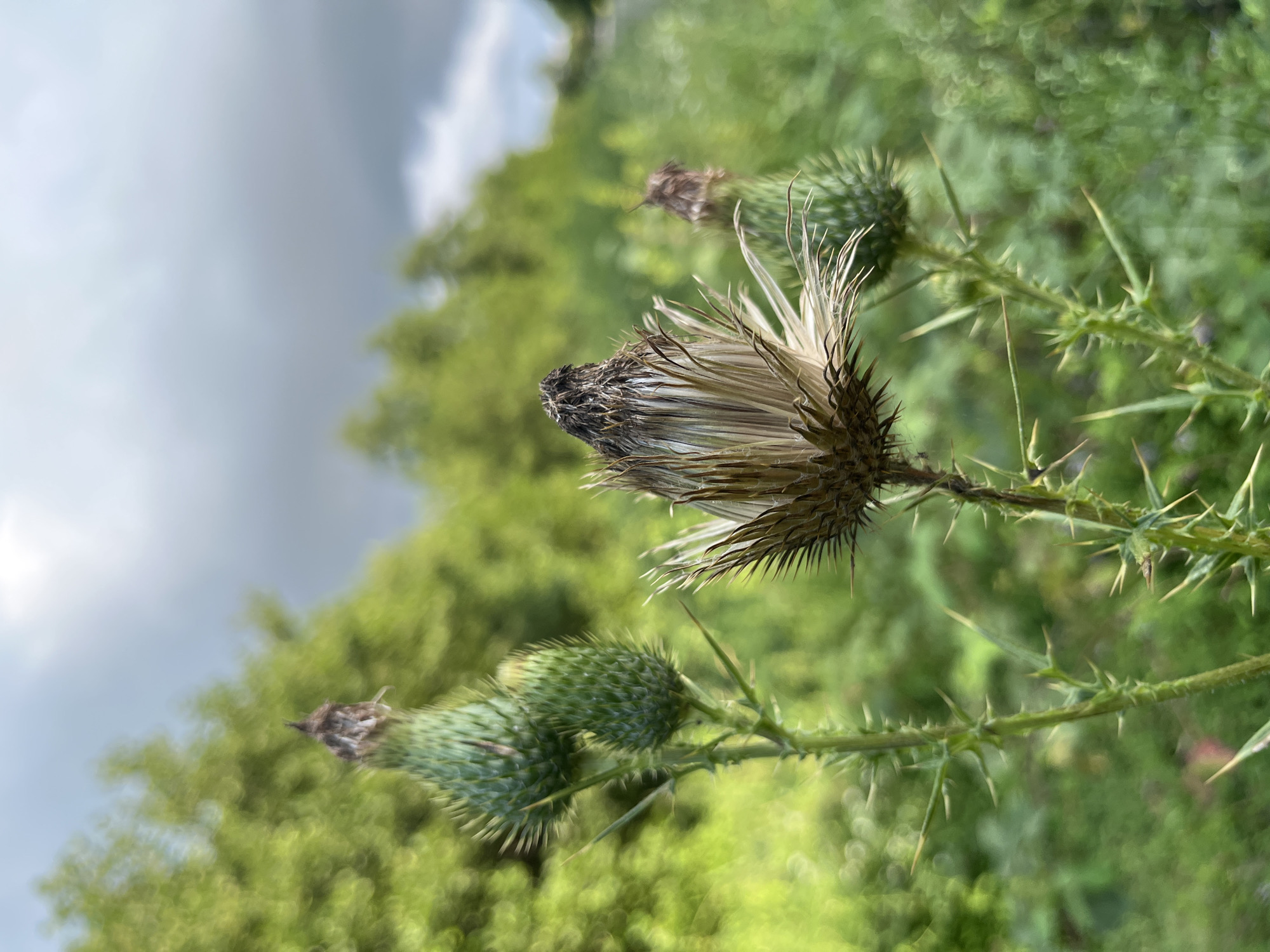 An eye-level, close-up, outdoor shot captures a prickly thistle plant with both budding and dried flower heads. The thistle stands in a field of lush green foliage under a dramatic, cloudy sky. The background is softly blurred, suggesting a natural, undeveloped area. There are no people or animals visible in the image. The scene is likely located in Ureki, Georgia, a region known for its natural beauty and coastal landscapes.