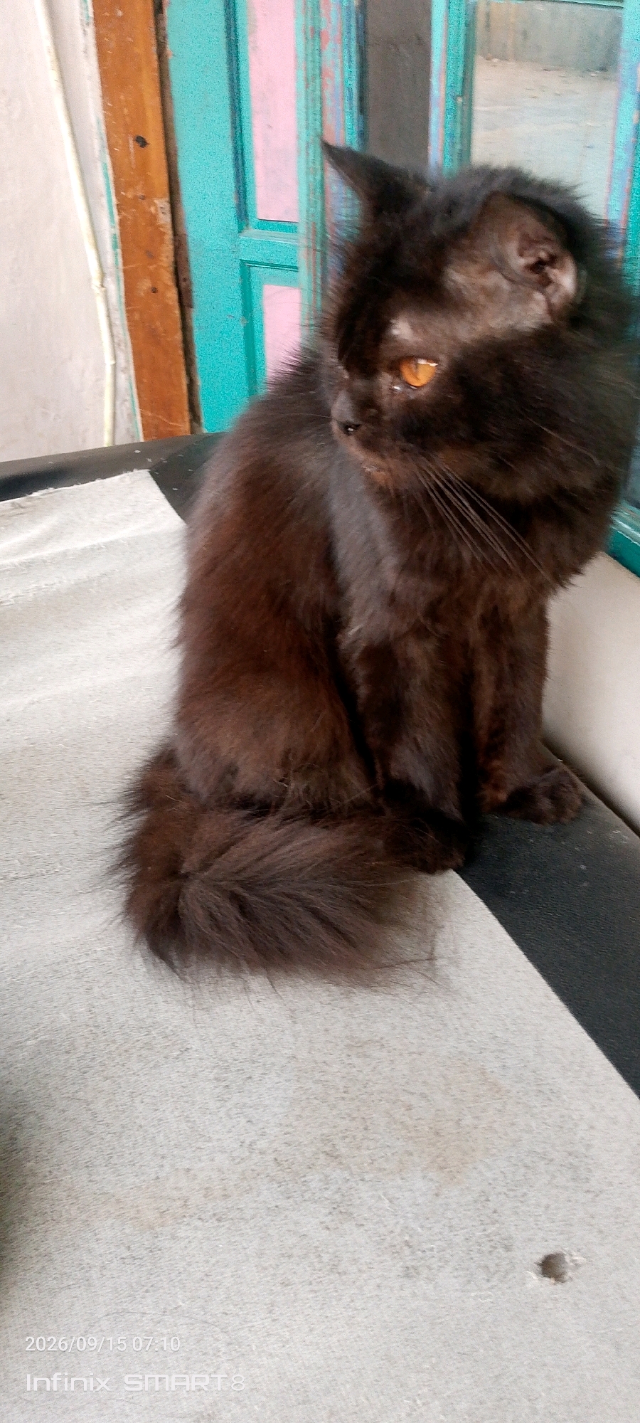 A black cat with long fur and orange eyes is sitting on a textured surface, possibly a chair or bench, with a blurred background. The cat is facing to the right, with its body angled slightly away from the viewer. Its tail is fluffy and curled. The background shows a wooden frame and a teal-colored structure, which might be a window or door. The bottom left corner of the image contains a timestamp "2026/09/15 07:10" and "Infinix SMART 8". The scene appears to be outdoors or in a location with natural light. There is no indication of the city of Serang, Indonesia within the image itself.
