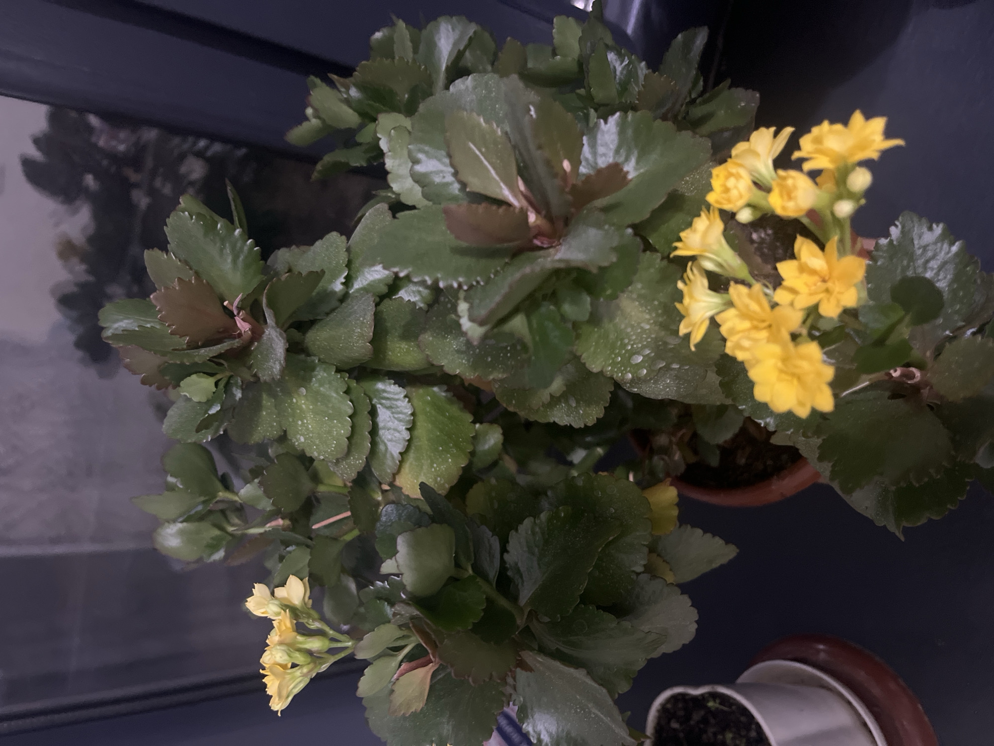 The image shows a close-up view of a flowering Kalanchoe plant with bright yellow blossoms and dark green, serrated leaves. The plant is in a terracotta pot, and its leaves appear to be covered in small water droplets, suggesting it may have been recently watered or misted. To the left of the Kalanchoe, a small white pot containing a seedling is visible. The background is dark and out of focus, with hints of a window or reflective surface showing a blurry reflection of trees or foliage. The scene appears to be indoors, possibly on a windowsill or table. There is no indication of the location being in the city of Kayirma, Kyrgyzstan.