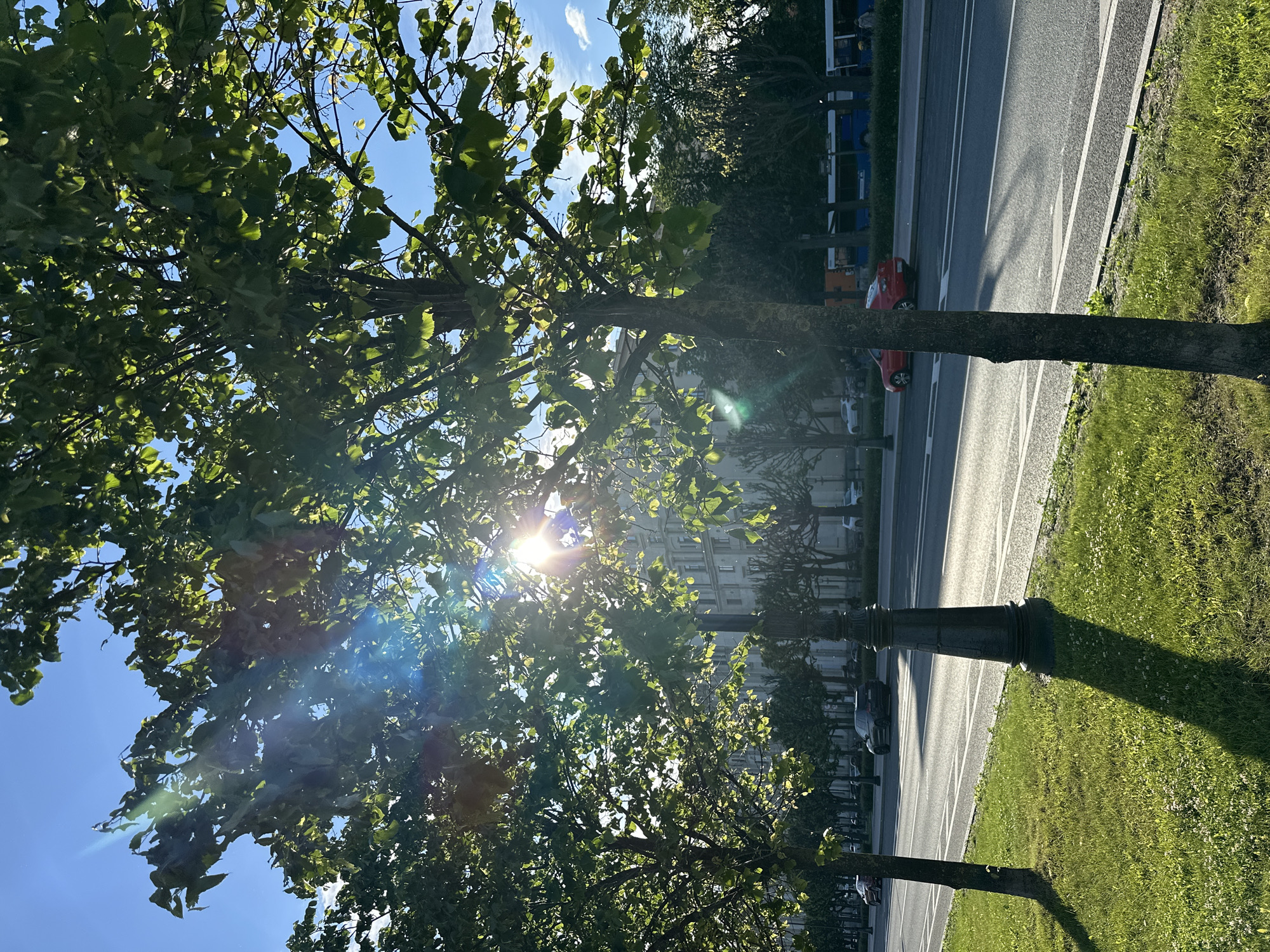 The image depicts a sun-drenched street scene in Saint Petersburg, Russia, likely on Nevsky Prospect, judging by the architectural style of the buildings in the background. The foreground is dominated by a lush green lawn and the trunks of two mature trees with dense green foliage, through which the sun's rays are casting a bright lens flare. A vintage-style lamppost stands on the lawn between the trees, its shadow stretching across the grass.
Beyond the lawn, a multi-lane road carries light traffic. Several cars, including a red hatchback and a dark SUV, are visible. A blue bus with white trim travels in the distance. The road is lined with a row of trees, and behind them, ornate buildings with numerous windows suggest the grandeur of St. Petersburg's urban architecture. The sky is a clear, bright blue with a few wispy clouds. The overall impression is of a beautiful, sunny day in a vibrant city.