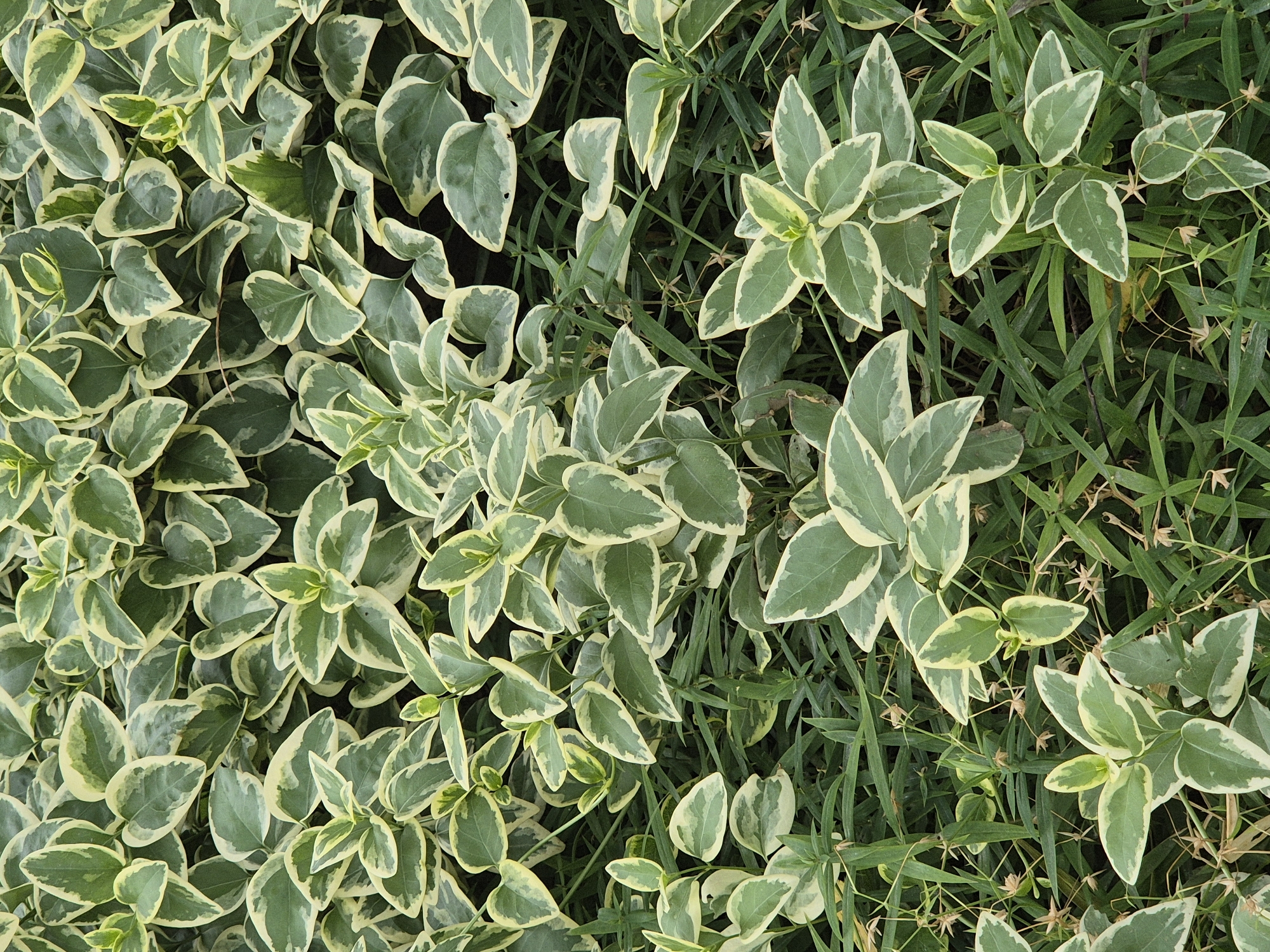 The image shows a patch of variegated evergreen groundcover interspersed with taller, thinner blades of grass. The groundcover has oval-shaped leaves with a green center and creamy-white edges. The overall scene is a close-up view of the ground, with the focus on the textures and patterns of the different plants.