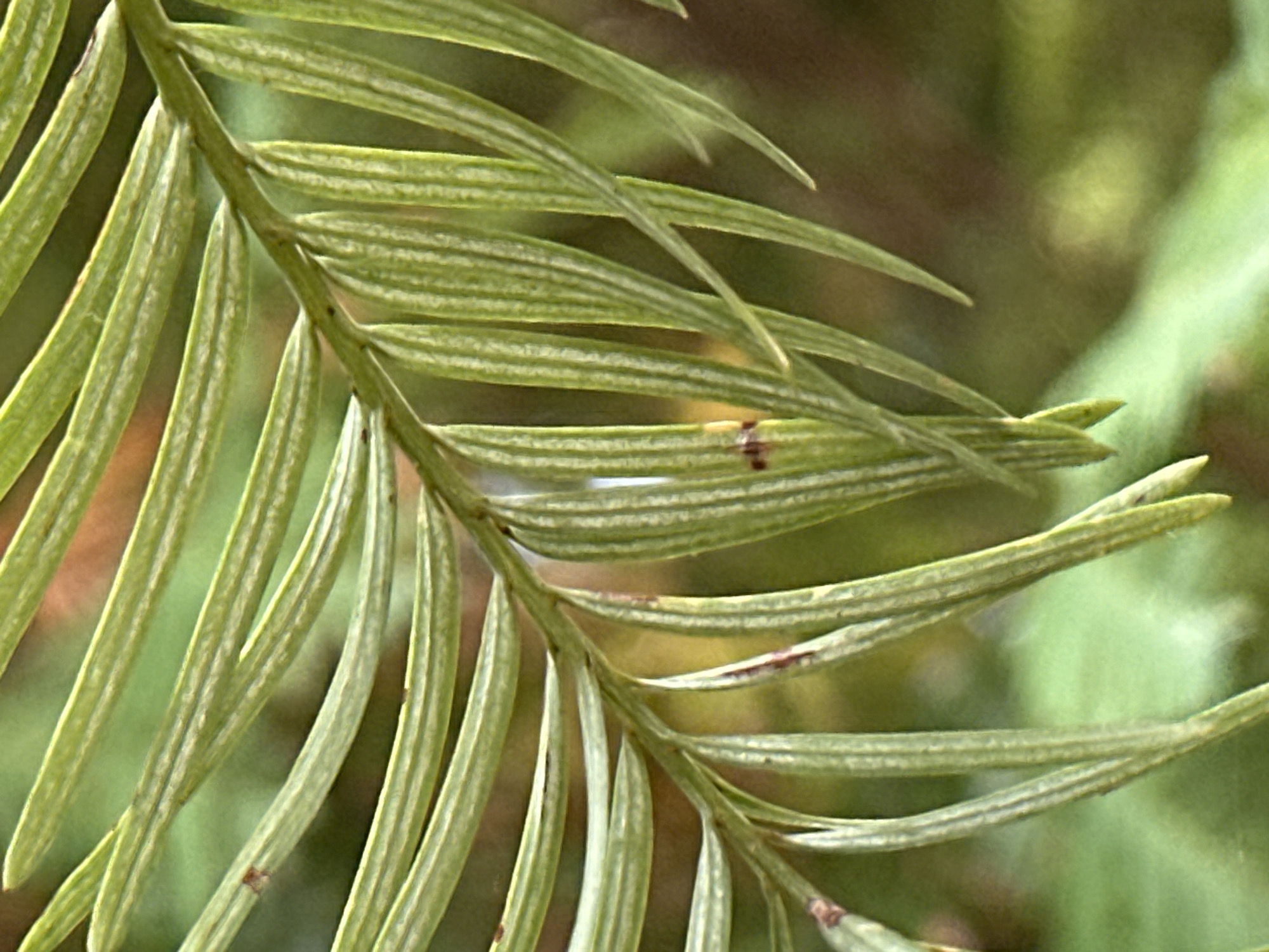 This is a close-up, vertical, eye-level shot of a pine needle branch against a blurred green and brown background. The pine needles are long, thin, and a vibrant green, with a subtle texture of lighter green veins running down their length. The branch itself is a slightly thicker, lighter green stem from which the needles emanate. There are a few small, dark spots on some of the needles, which could be imperfections or tiny insects. The background is soft and out of focus, suggesting a natural environment like a park or forest.
This image does not contain any specific information about the city of Sochi, Russia. There are no people, actions, or interactions visible, nor are there any recognizable man-made objects or landmarks that would indicate a specific location within the city. The scene is purely focused on the botanical details of the pine needle branch.