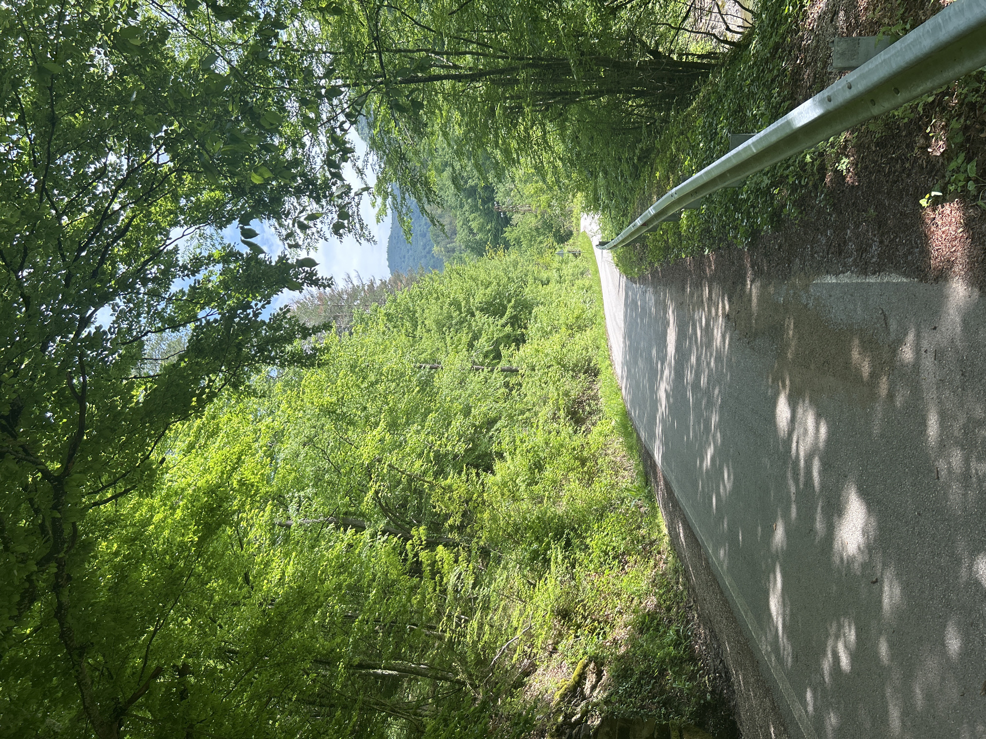 The image shows a paved road running through a lush, green forest. A metal guardrail lines the right side of the road. Sunlight filters through the dense canopy of trees, casting shadows on the road's surface. The road curves slightly, leading towards a distant mountain visible through a break in the trees.