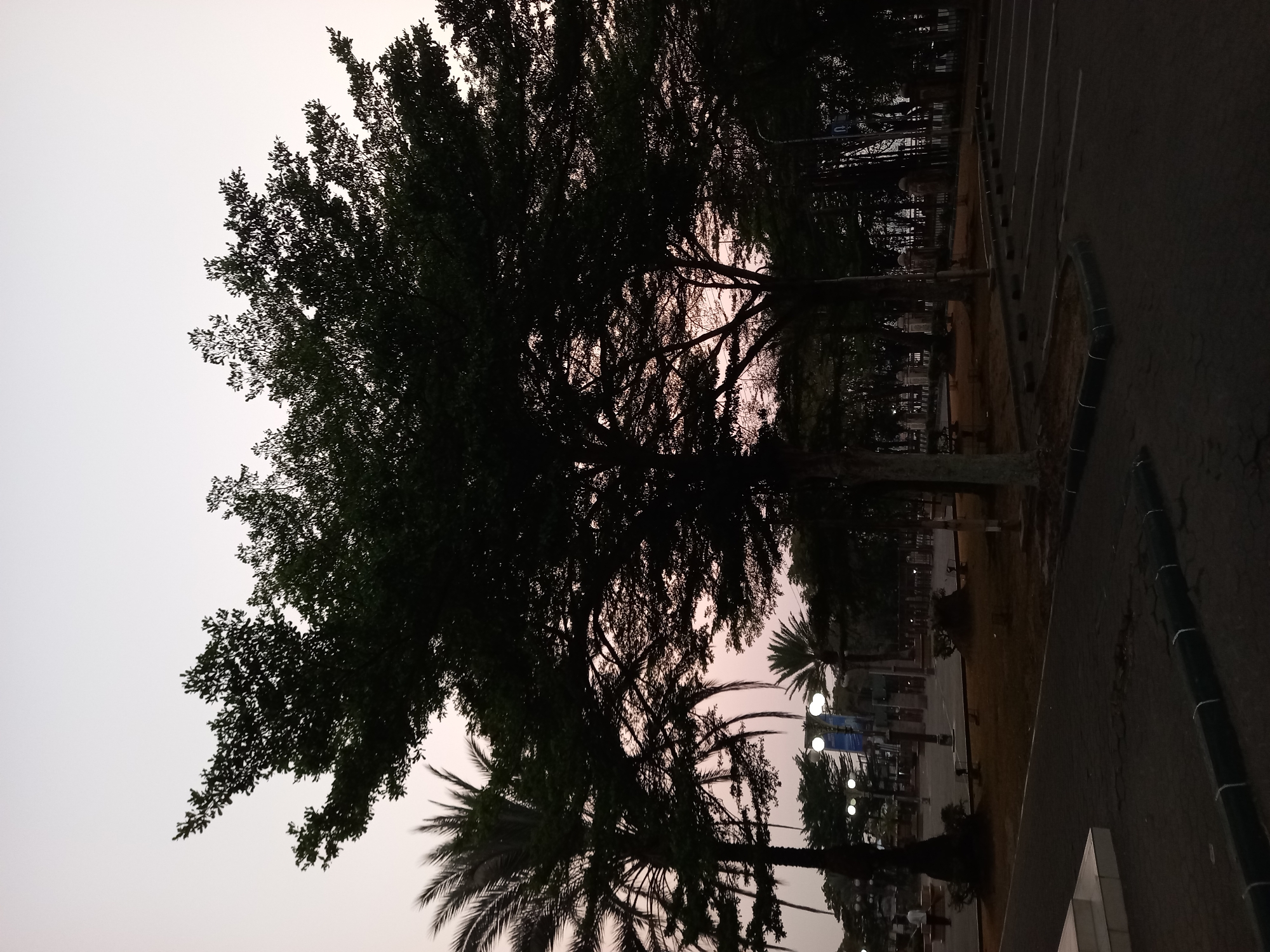 This is a nighttime photograph taken in Samarinda, Indonesia, featuring a silhouetted scene dominated by large trees in the foreground. The sky is a gradient of pale gray to a soft pink, suggesting either dawn or dusk. A parking lot with marked spaces occupies the right side of the frame, with a dark asphalt surface. Paved walkways and grassy areas are visible in the mid-ground, interspersed with more trees and palm trees. Several lampposts with white lights are illuminated, casting a soft glow on the surroundings. In the background, there are hints of buildings and possibly some fencing. The overall atmosphere is calm and serene, with the darkness of the night partially obscuring finer details.