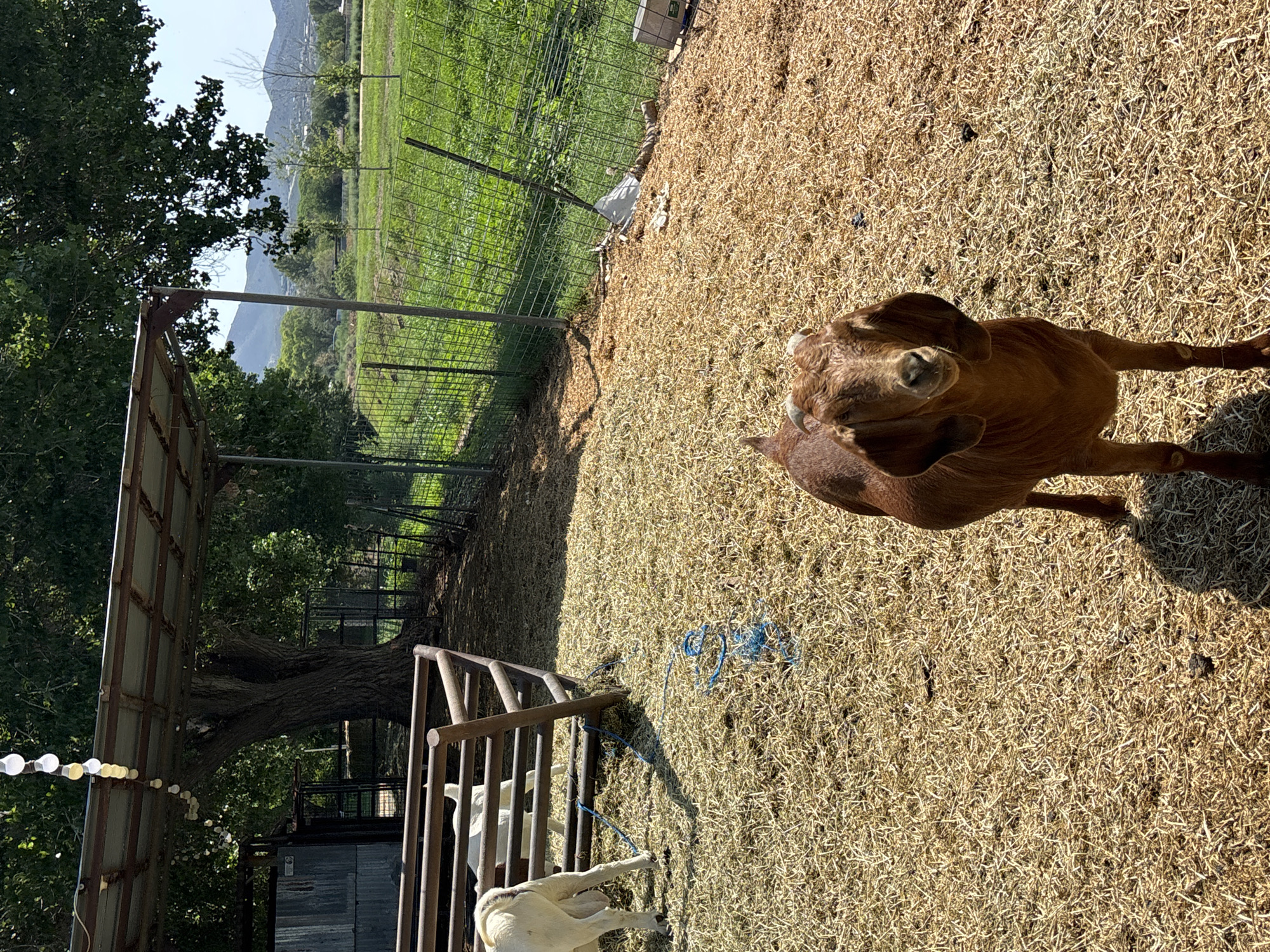 The image depicts an outdoor enclosure for goats in Prescott Valley, Arizona. In the foreground, a brown goat with large floppy ears and short horns stands facing the camera, positioned on a ground covered in dry straw. Behind it, a white goat is partially visible within a wooden corral. The corral is situated on the straw-covered ground. To the left of the corral, a weathered metal shed is visible. Overhead, a covered structure supported by metal beams extends across the scene, with a string of incandescent bulbs hanging from it. Beyond the enclosure, a green fence encloses a field of grass, with scattered trees and rolling hills in the distance under a clear blue sky. The scene suggests a rural or semi-rural farm setting.