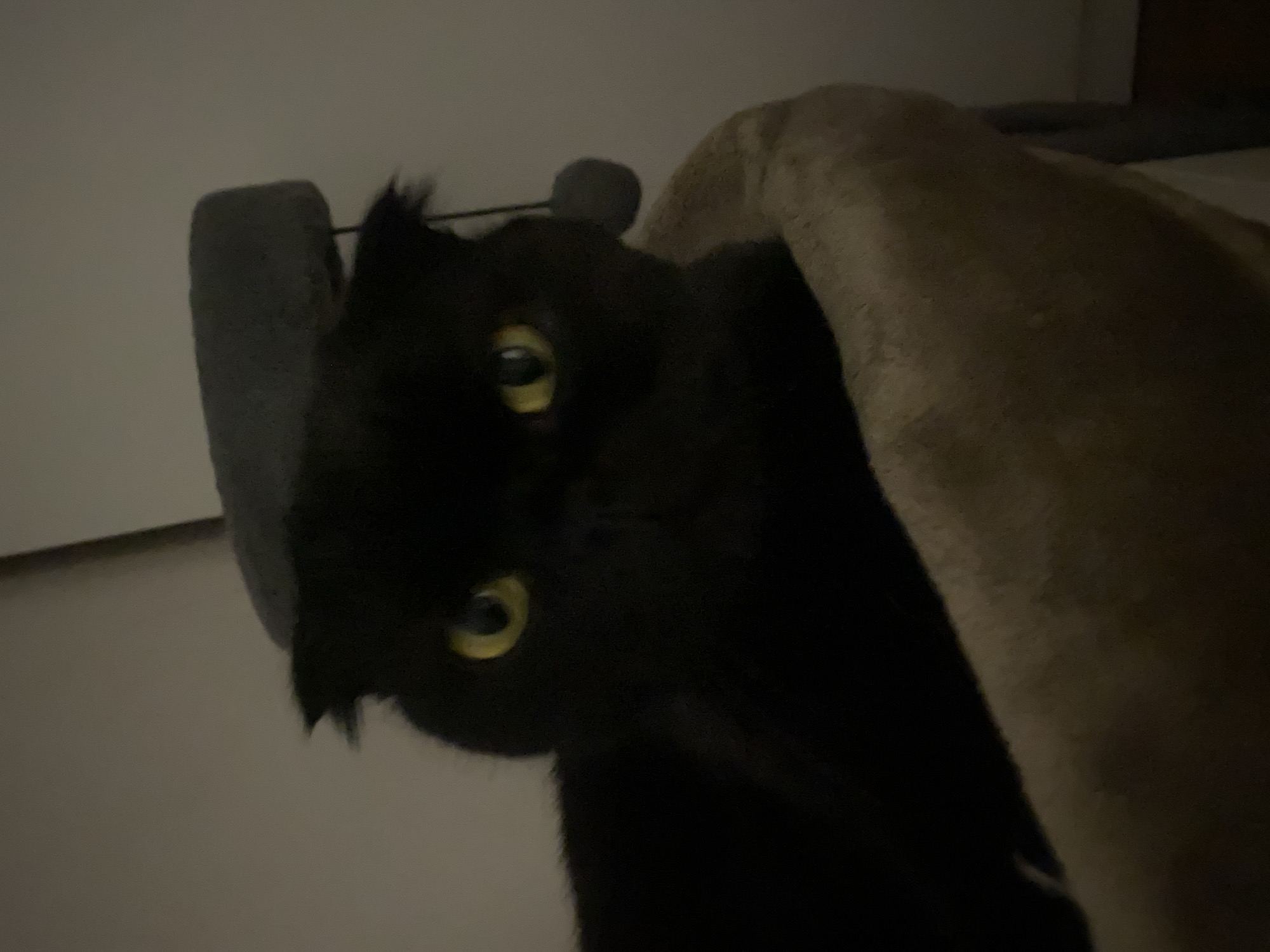 A black cat with yellow eyes is perched in a tan-colored cat bed. The cat is facing the camera and its ears are folded down. A grey cat toy with a pom-pom hangs from a string above and behind the cat. The background is a plain, light-colored wall. The image appears to have been taken indoors.