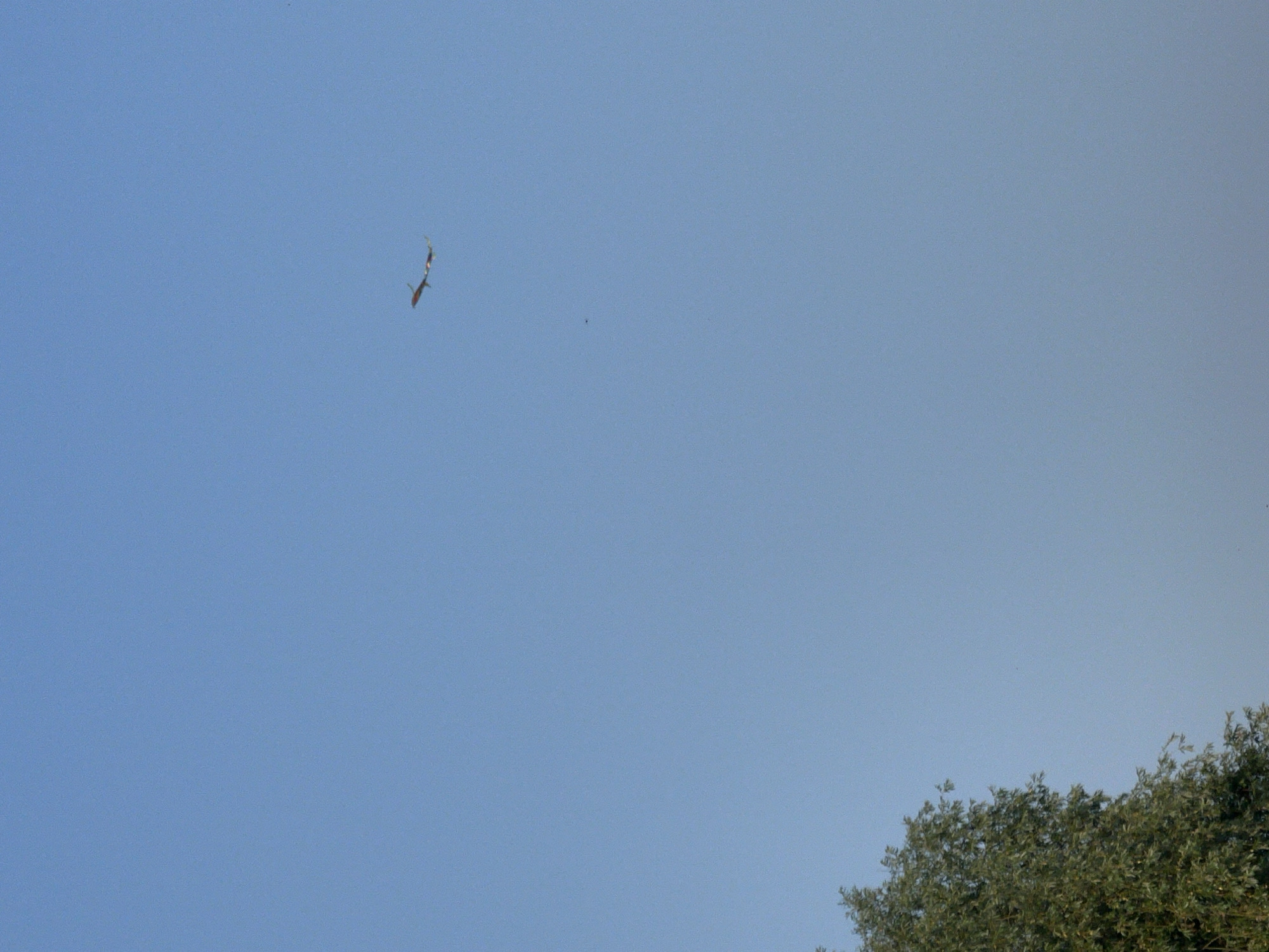 An airplane flies through a clear, pale blue sky above a lush green tree. The airplane is small in the frame, indicating it is far away. It appears to be a light-colored jet with dark markings on its wings and tail. The tree is on the left side of the image, filling a small portion of the frame with its dense foliage. The background is an unbroken expanse of sky. There is no information available about the location in the city of Mochische, Russia.
