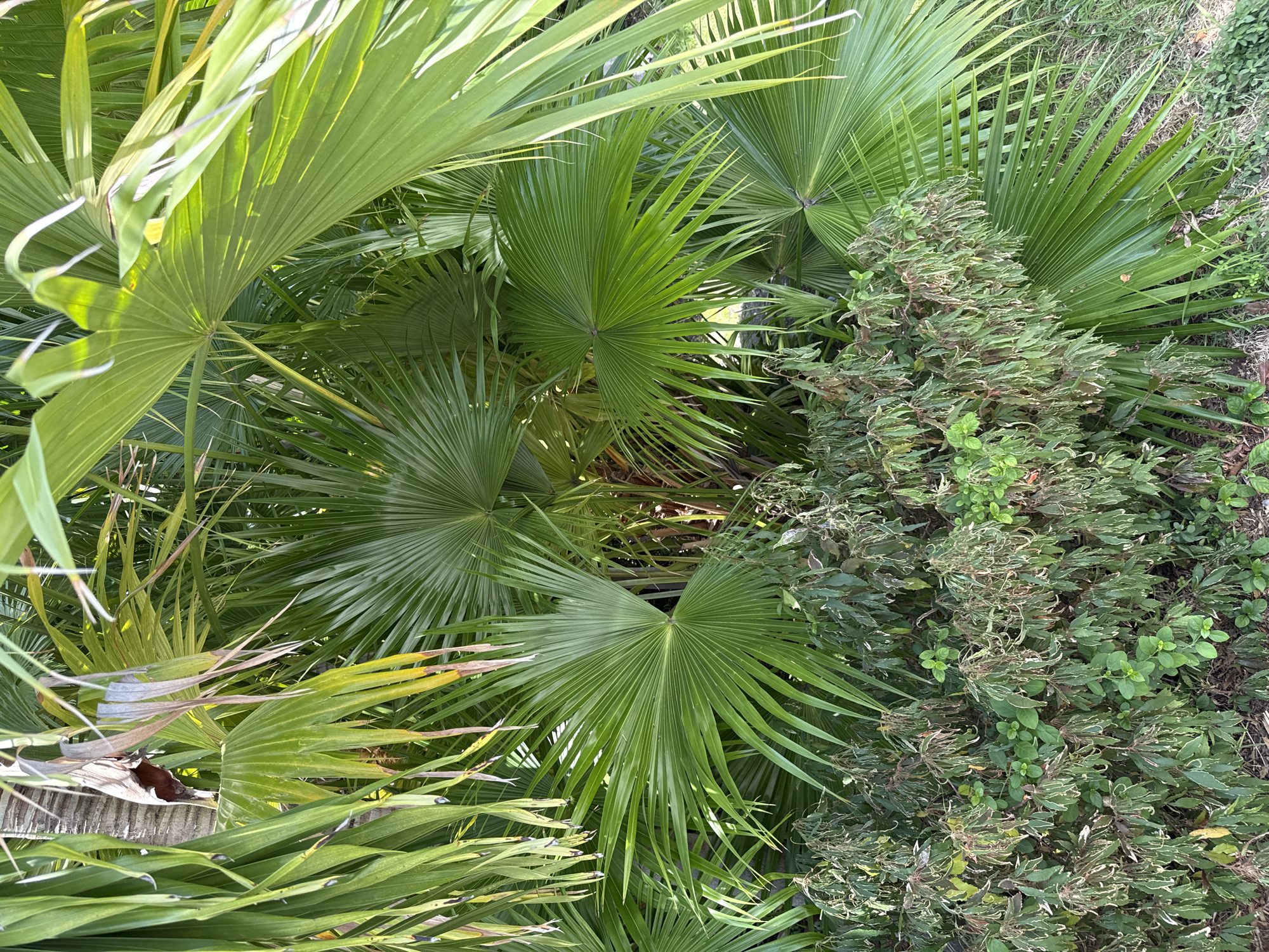 This image shows a dense cluster of lush green palm fronds and a lower-lying shrubbery in an outdoor environment. The palm fronds are vibrant green and fan-shaped, with some showing hints of yellowing or browning at the edges. The shrubbery below is a mix of green and dried, brown foliage, appearing somewhat overgrown and unkempt. The overall impression is one of abundant tropical vegetation. The specific location is not determinable from the image.