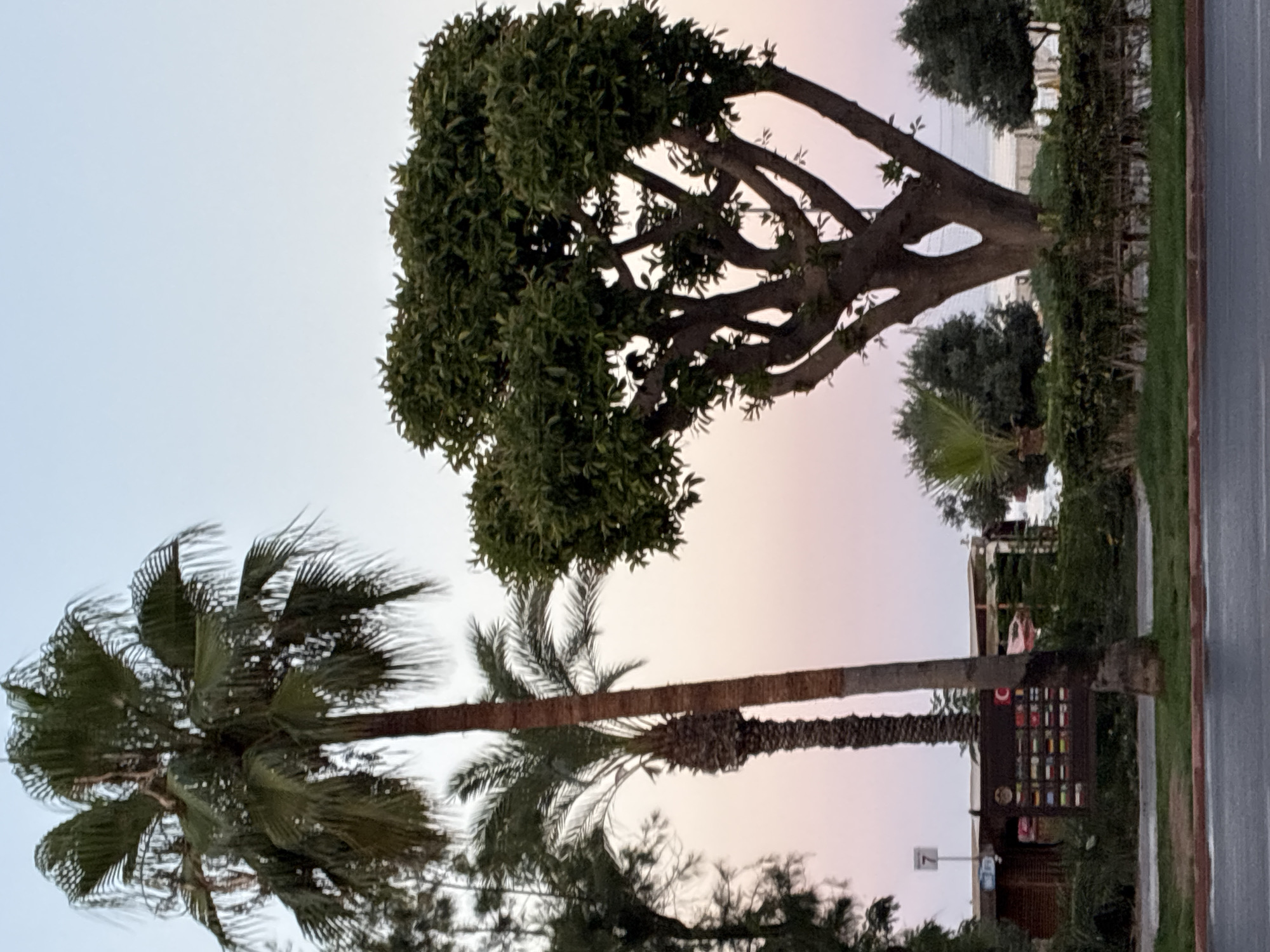 This is a full-frame, eye-level, vertical shot of palm trees and a deciduous tree in Alanya, Turkey, against a twilight sky with a gradient of pink and blue. In the foreground, a paved road with a reddish border separates the viewer from a grassy median and a row of dense, green bushes. Behind the bushes, a large deciduous tree with dark brown branches and a full canopy of green leaves stands prominently in the middle right of the frame. To its left, two palm trees are visible; one is taller and thicker with a rough, brown trunk and feathery green fronds, while the other, partially obscured by the taller palm, is thinner with a rougher, textured trunk. In the background, a low-rise building with a rustic, brick-like facade and a light-colored roof is partially visible, along with a sign displaying multiple small, colorful squares and the letter "C." A small, white sign with the number "7" is also visible on a pole. The overall atmosphere is tranquil and hints at a coastal or resort area.