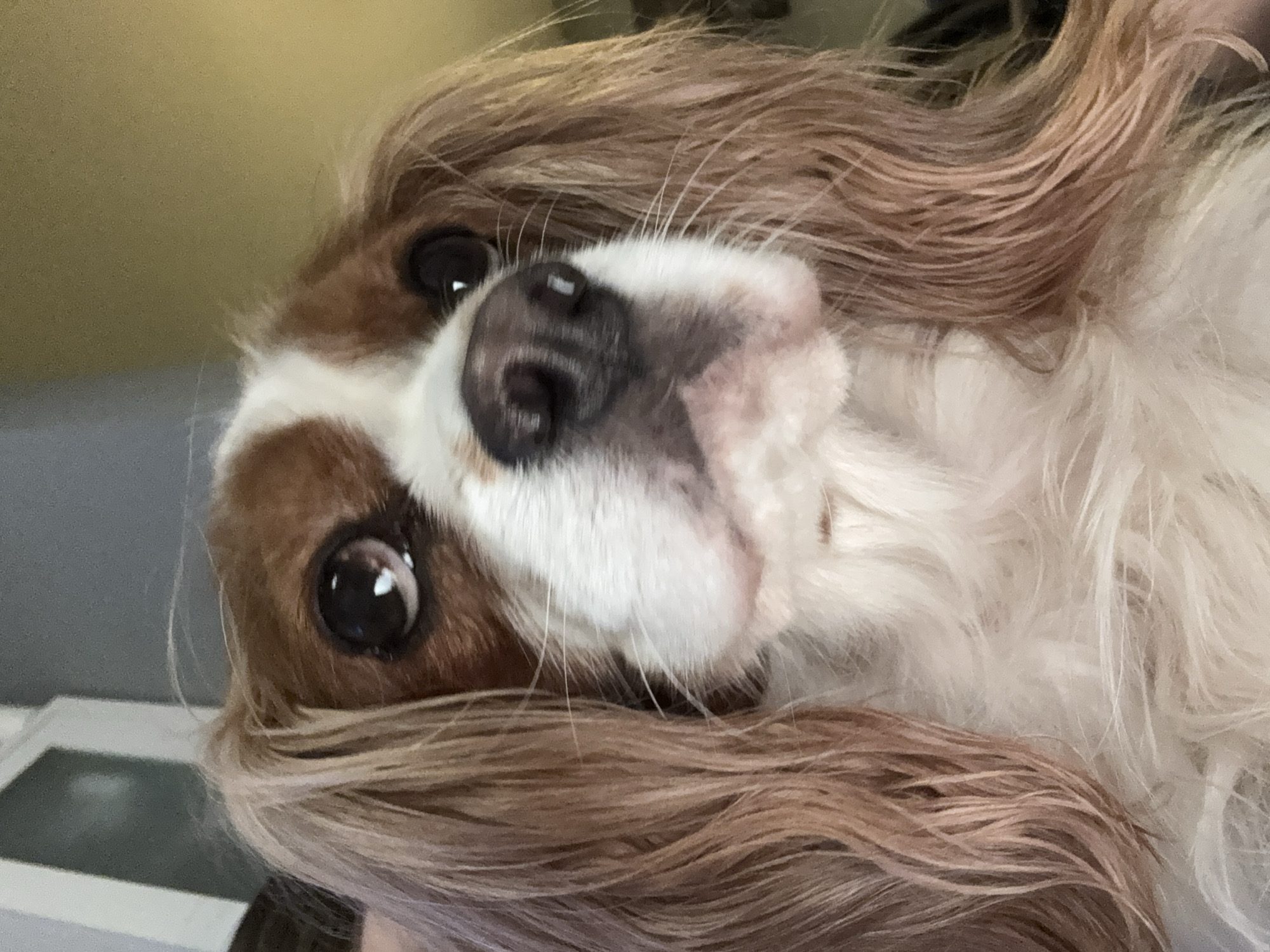 A close-up, rotated portrait features a charming Cavalier King Charles Spaniel dog, likely captured indoors in Sofia, Bulgaria. The dog's head is tilted significantly, almost appearing upside down, presenting an endearing and playful perspective. Its expressive face, characterized by a distinct brown and white (blenheim) coat pattern, fills the majority of the frame.
The dog's large, dark eyes are wide and attentive, gazing directly at the viewer with a soft, curious, and gentle expression. Subtle reflections are visible in its pupils, indicating soft ambient lighting. Its dark, moist nose is prominent at the center of the frame, surrounded by white fur on its muzzle. Long, flowing ears, covered in reddish-brown fur, frame its face and cascade around its head.
The fur around its face is fluffy and well-maintained, with fine whiskers visible near its snout. The background is softly blurred and indistinct, suggesting an indoor setting without specific details, further emphasizing the dog as the sole subject. The overall lighting is soft and even, highlighting the dog's delicate features. No text or specific objects are visible within the image beyond the dog itself. The sharp focus on the dog's face makes it the undeniable center of attention.