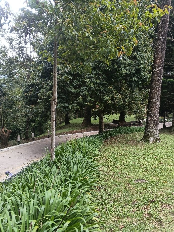 The image displays a lush, landscaped outdoor environment, potentially within the city of Tah, Vietnam. A paved asphalt path or road, light gray in color, curves from the left foreground towards the mid-left background, descending slightly. Its outer edge is marked by several short, white, cylindrical bollards. Running parallel to the inner edge of the path is a dense, manicured border of long, strap-like green foliage. A slender tree with light-colored bark rises vertically from this foliage in the central foreground. To the right of the foliage, a well-maintained green grass lawn extends across the right foreground and midground. In the midground and background, numerous trees with full, dark green canopies are present, including a prominent tree with a textured, dark brown trunk on the far right. A light-colored, horizontal bench-like structure is visible under the trees on a gentle grassy slope in the mid-right. The background features a heavily forested hillside under an overcast sky. No individuals, animals, or active subjects are visible within the scene.