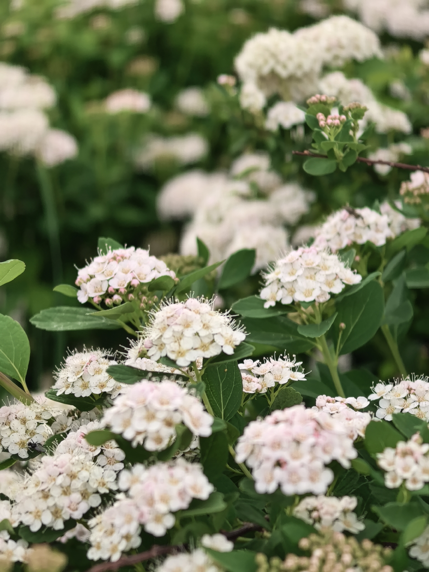 The image presents a close-up view of a flowering shrub with clusters of small, white and light pink flowers surrounded by green leaves. The depth of field is shallow, focusing on the foreground flowers while the background blurs into a mix of green foliage and more flower clusters. The overall environment suggests a garden or natural setting with abundant plant life. There is no evidence to confirm the specific location in Perm, Russia.