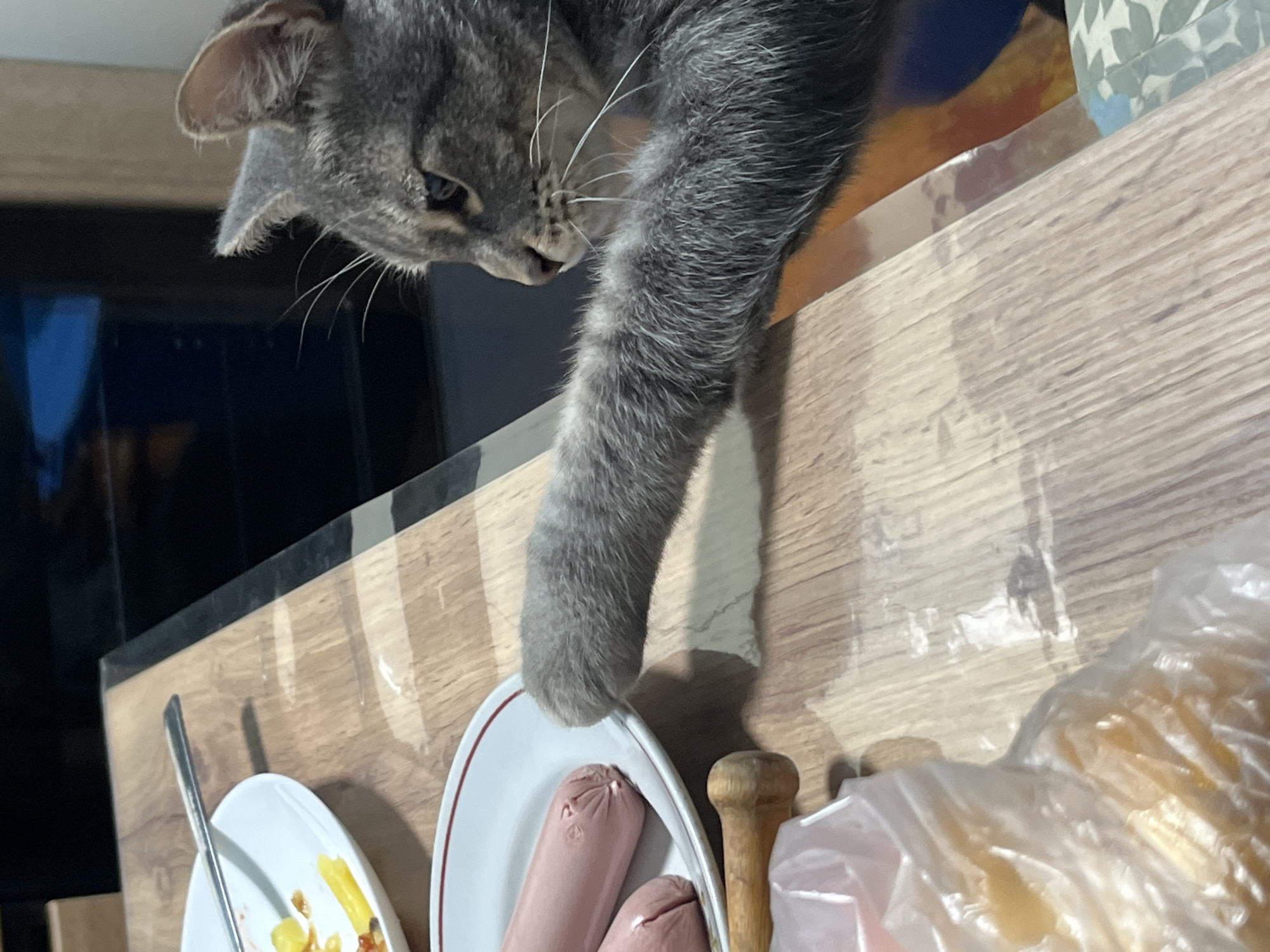 In a close-up indoor shot, a gray tabby cat is captured in a moment of mischievous curiosity, attempting to reach food on a wooden table or countertop. The cat, positioned in the upper left, has its head turned down and to the right, intently focused on a white plate containing several pink sausages. Its right paw is extended and lowered, just above the plate, suggesting an imminent attempt to grab one of the sausages.
To the left, a portion of another white plate is visible, holding remnants of yellow food, possibly fries or pasta, with a spoon resting on it. On the right, partially obscured, is a clear plastic bag, possibly containing more food items. A small wooden object, perhaps a handle or a pestle, sits between the sausage plate and the plastic bag. The wooden surface of the table reflects ambient light, indicating a smooth or glossy finish. The background is dark and blurred, offering little detail beyond the immediate setting. The cat's whiskers are prominent, and its fur texture is clearly visible, emphasizing its focused expression. The scene appears to be set in a home environment, with the location context provided as Nizhny Tagil, Russia.